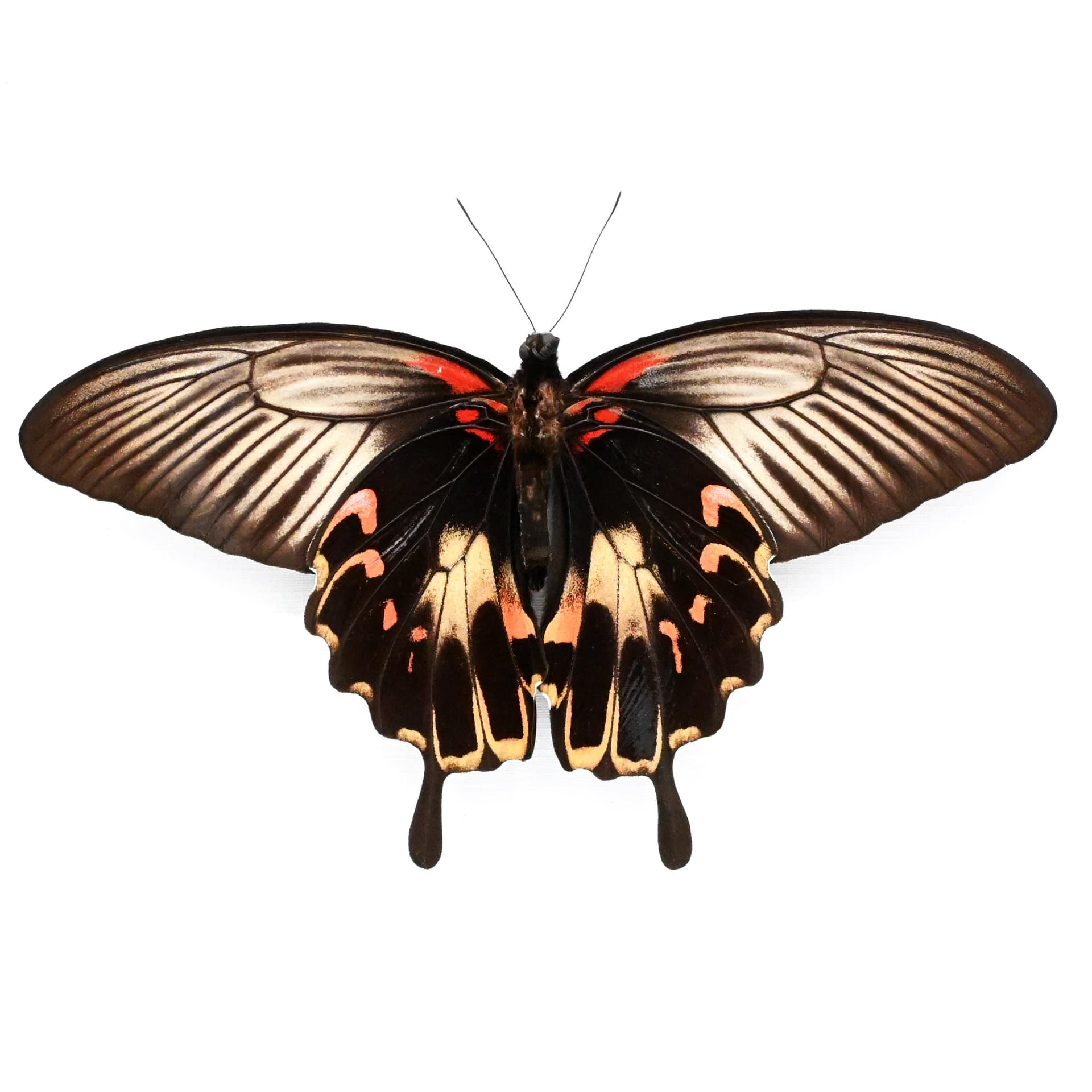 Rare XXL Swallowtail butterfly framed taxidermy - Papilio deiphobus - female - Victorian mount