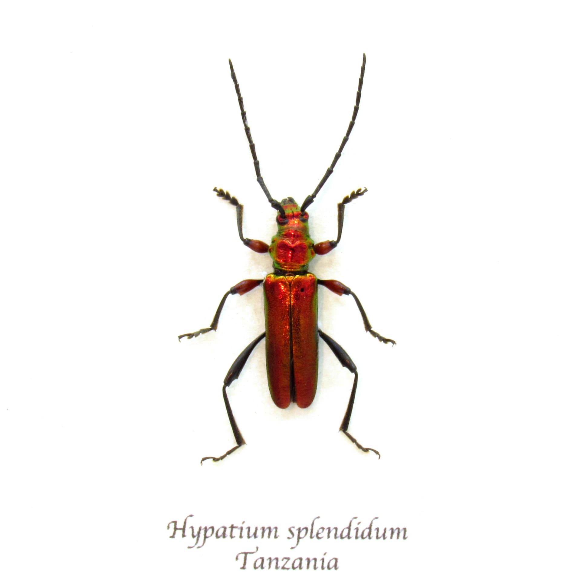 Real metallic red Longhorn beetle framed taxidermy - Hypatium splendidum