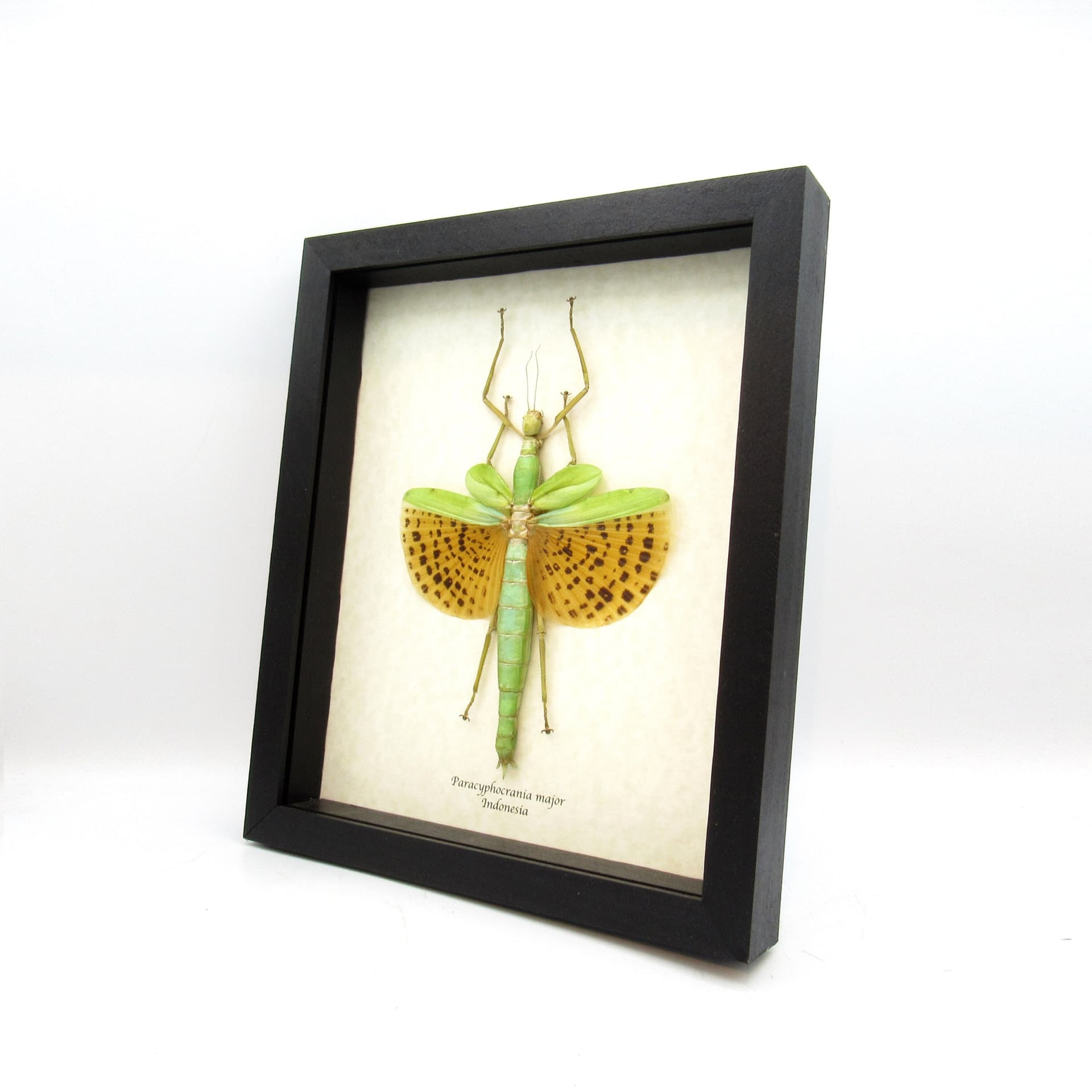 Rare GIANT winged Stick bug framed taxidermy - Paracyphocrania major