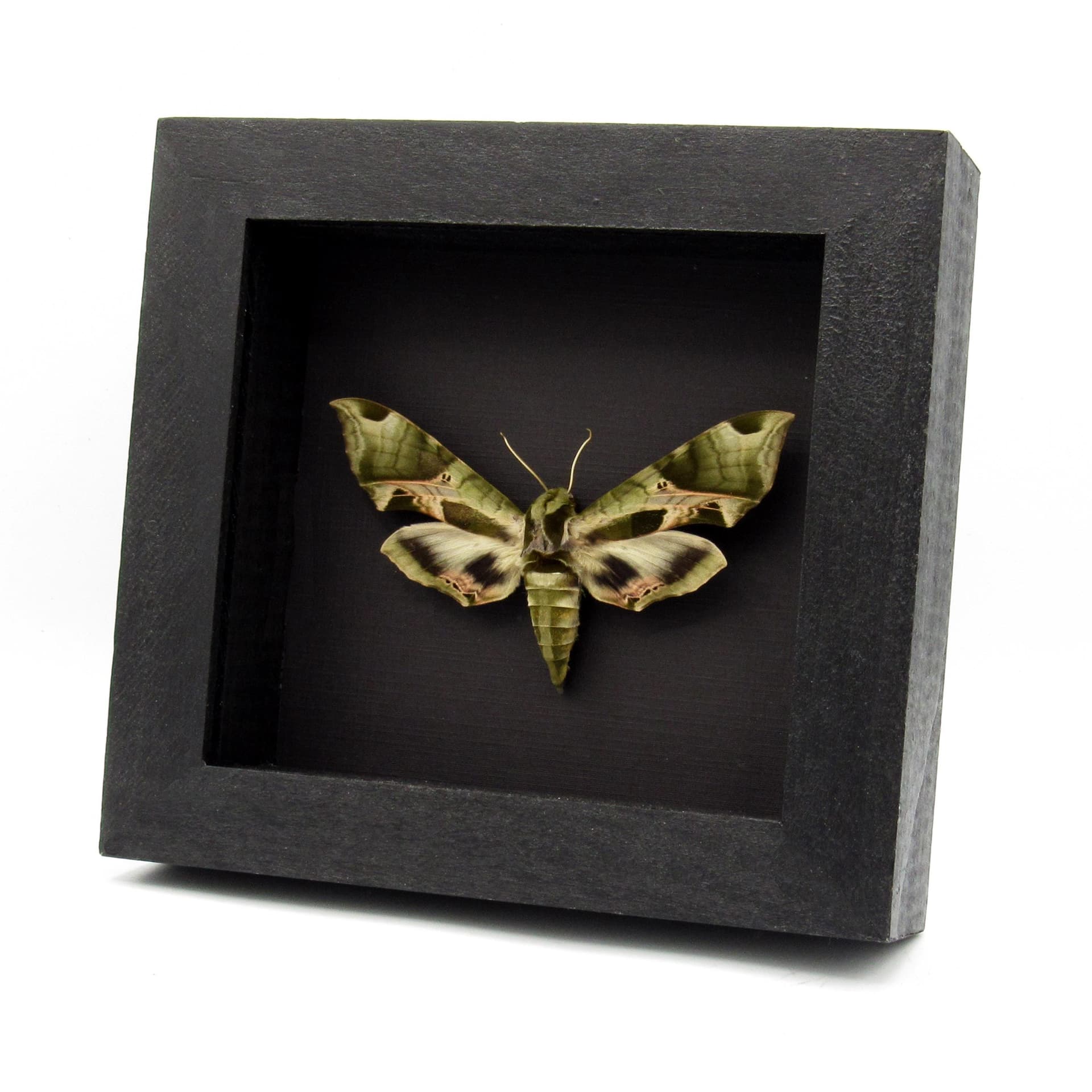 Real Pandora Sphinx moth framed taxidermy - Eumorpha pandorus