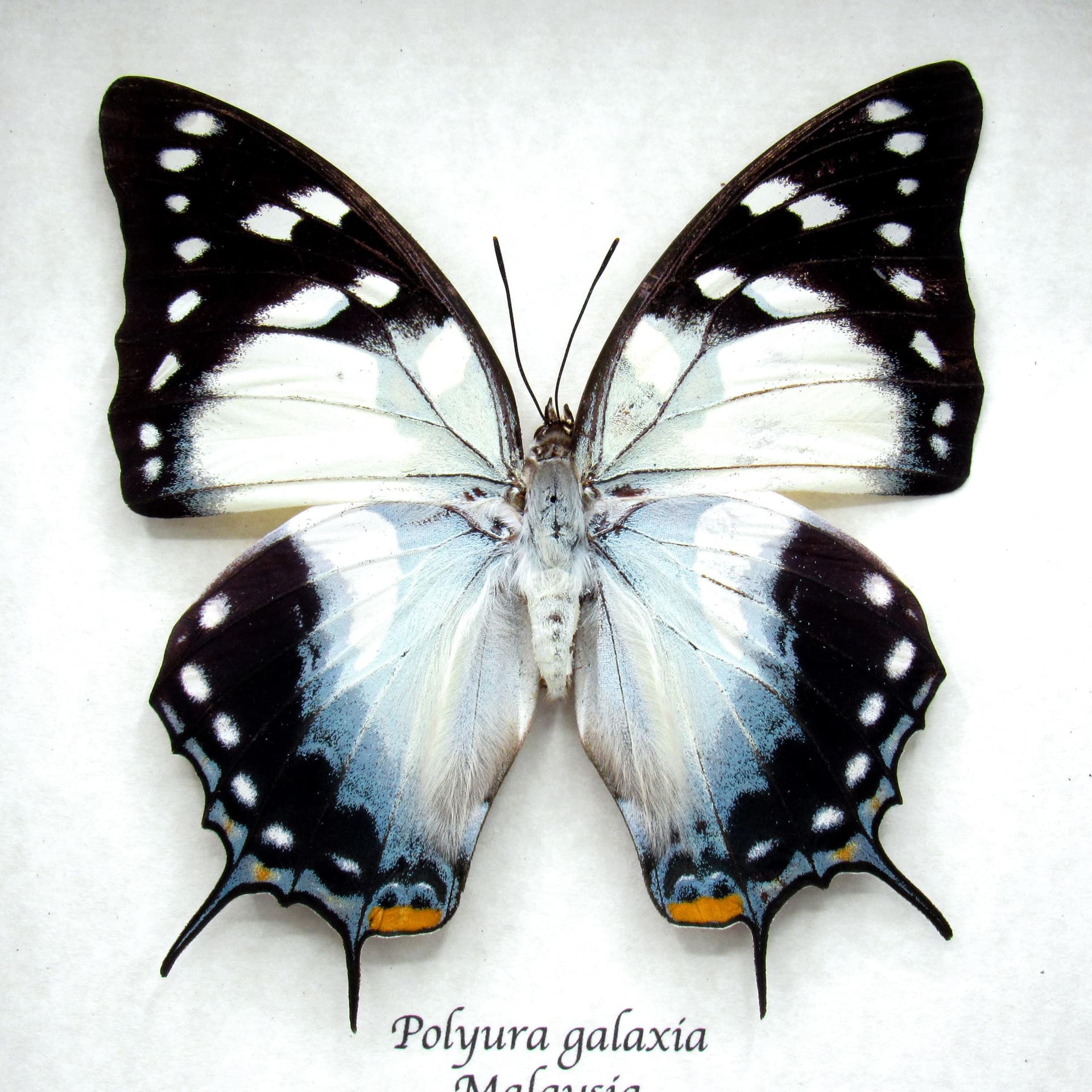 Giant rare blue Nawab butterfly framed taxidermy - Polyura galaxia - XL female