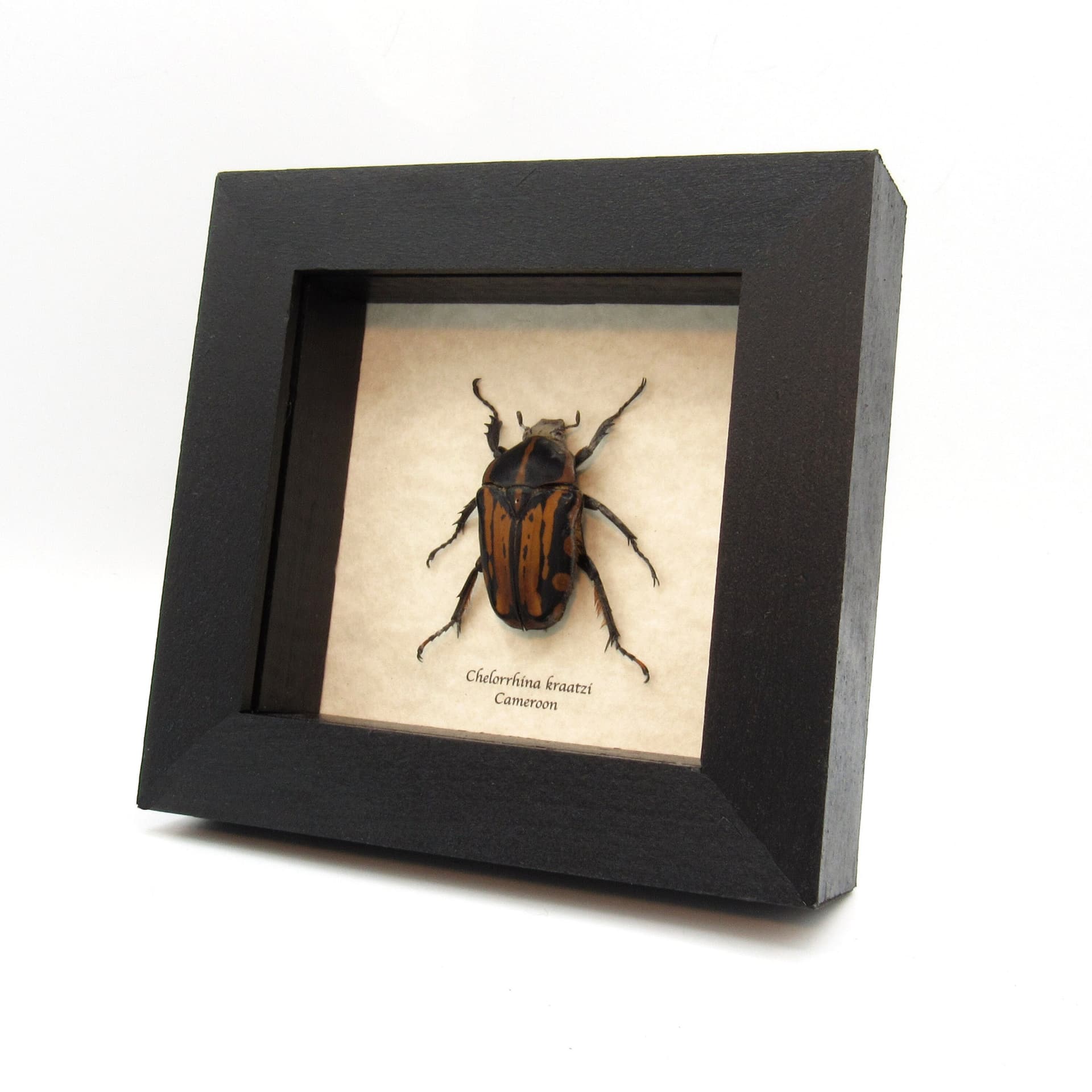 Rare African Scarab beetle framed taxidermy - Chelorrhina kraatzi - female
