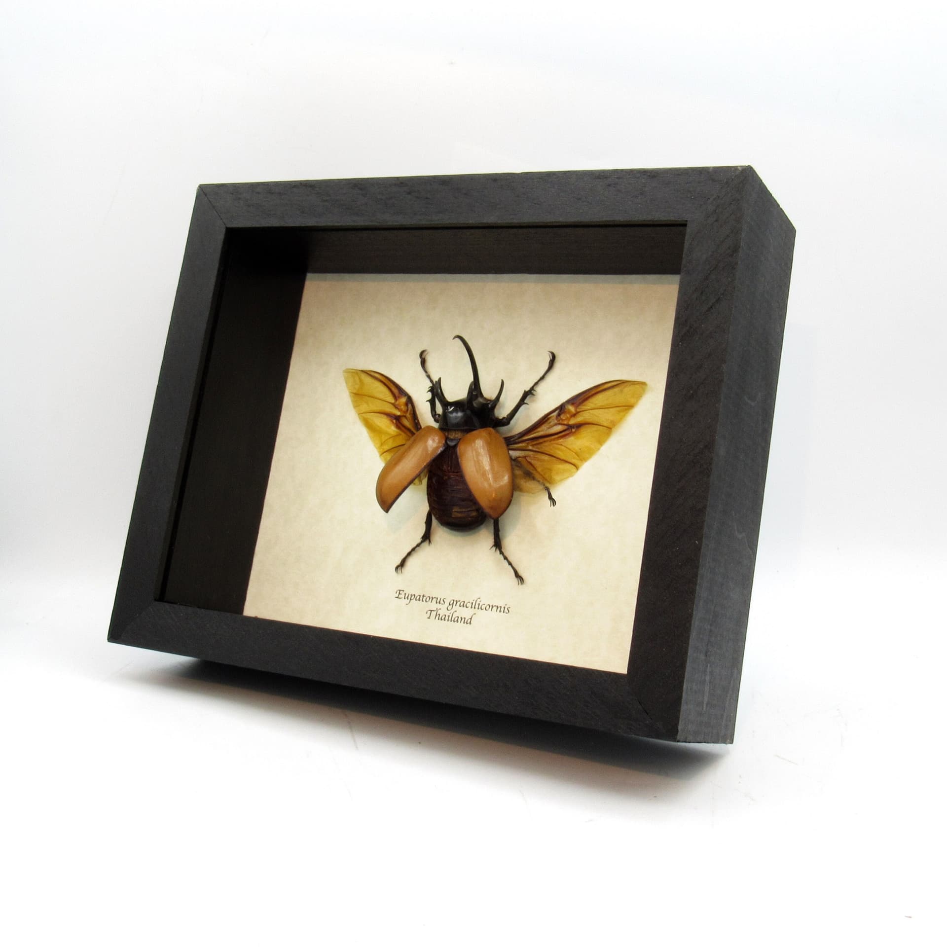 Real large Rhinoceros beetle framed taxidermy - Eupatorus gracilicornis