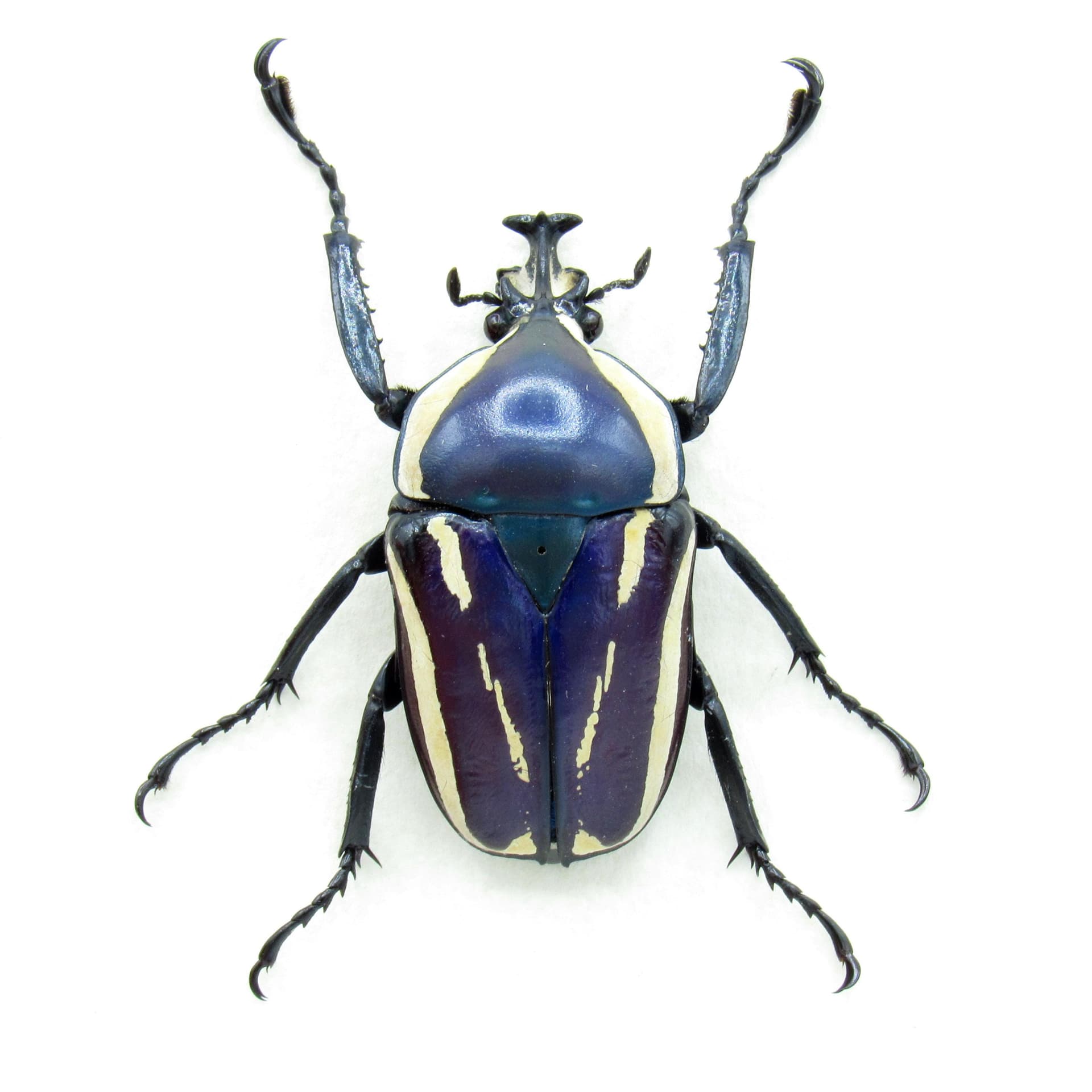 Real Scarab beetle framed taxidermy - Dicronorhina derbyana - purple form
