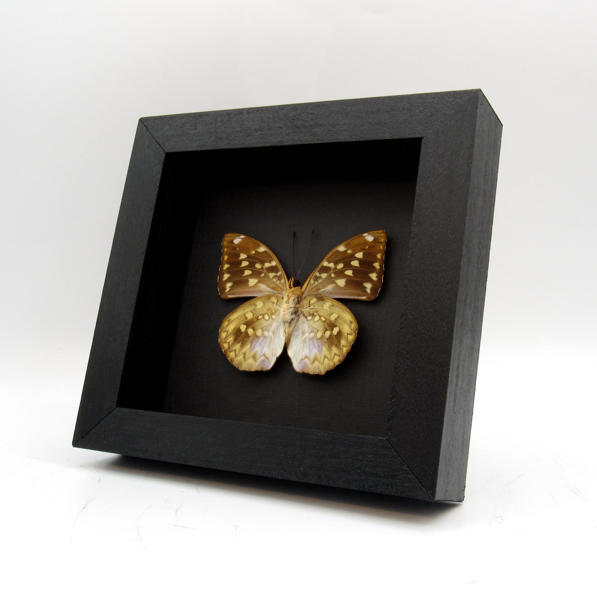 Real Dark Archduke butterfly framed - Lexias dirtea merguia - female