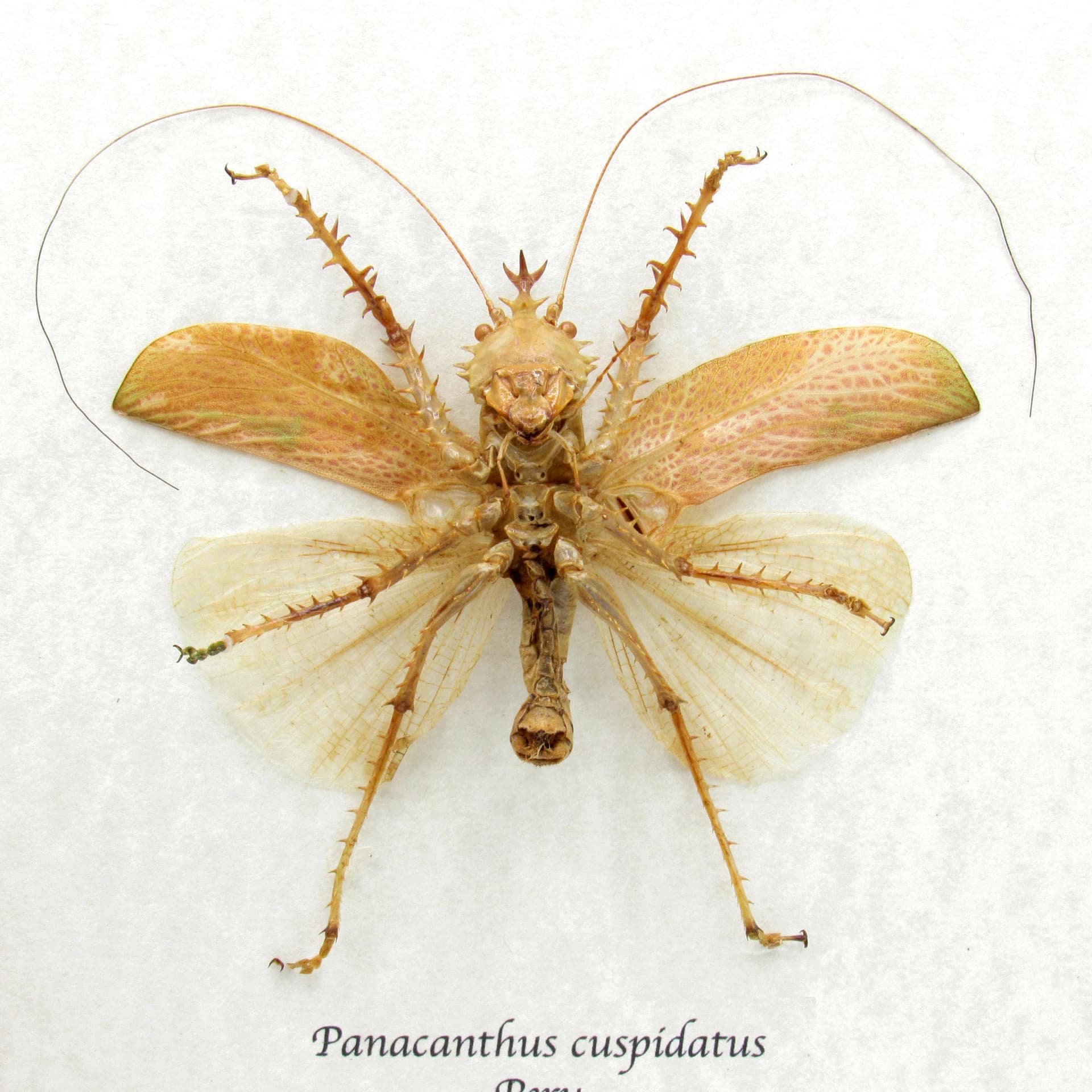 Rare Spiny Devil Katydid framed taxidermy - Panacanthus cuspidatus - orange