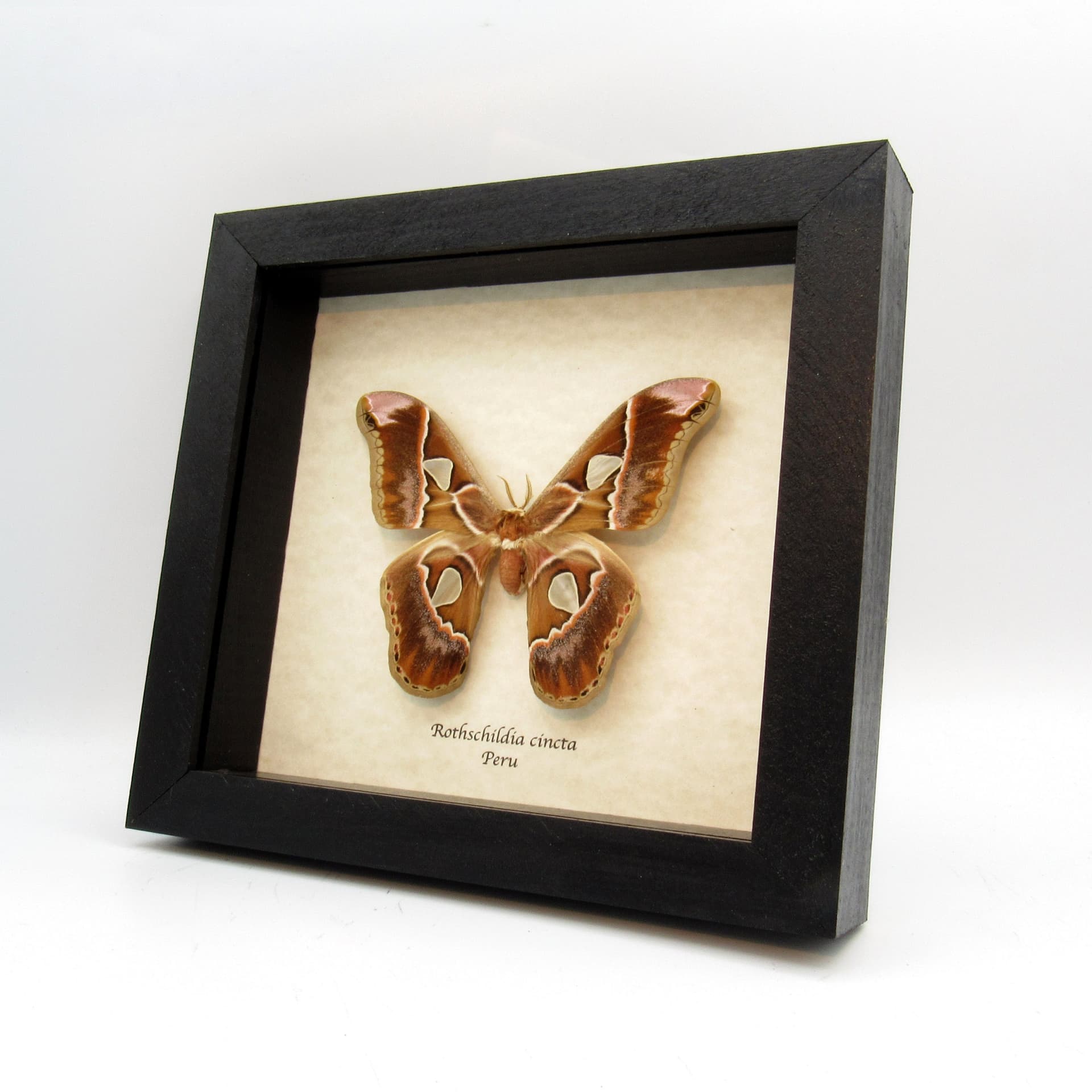 Real Saturn moth framed taxidermy - Rothschildia cincta - large female