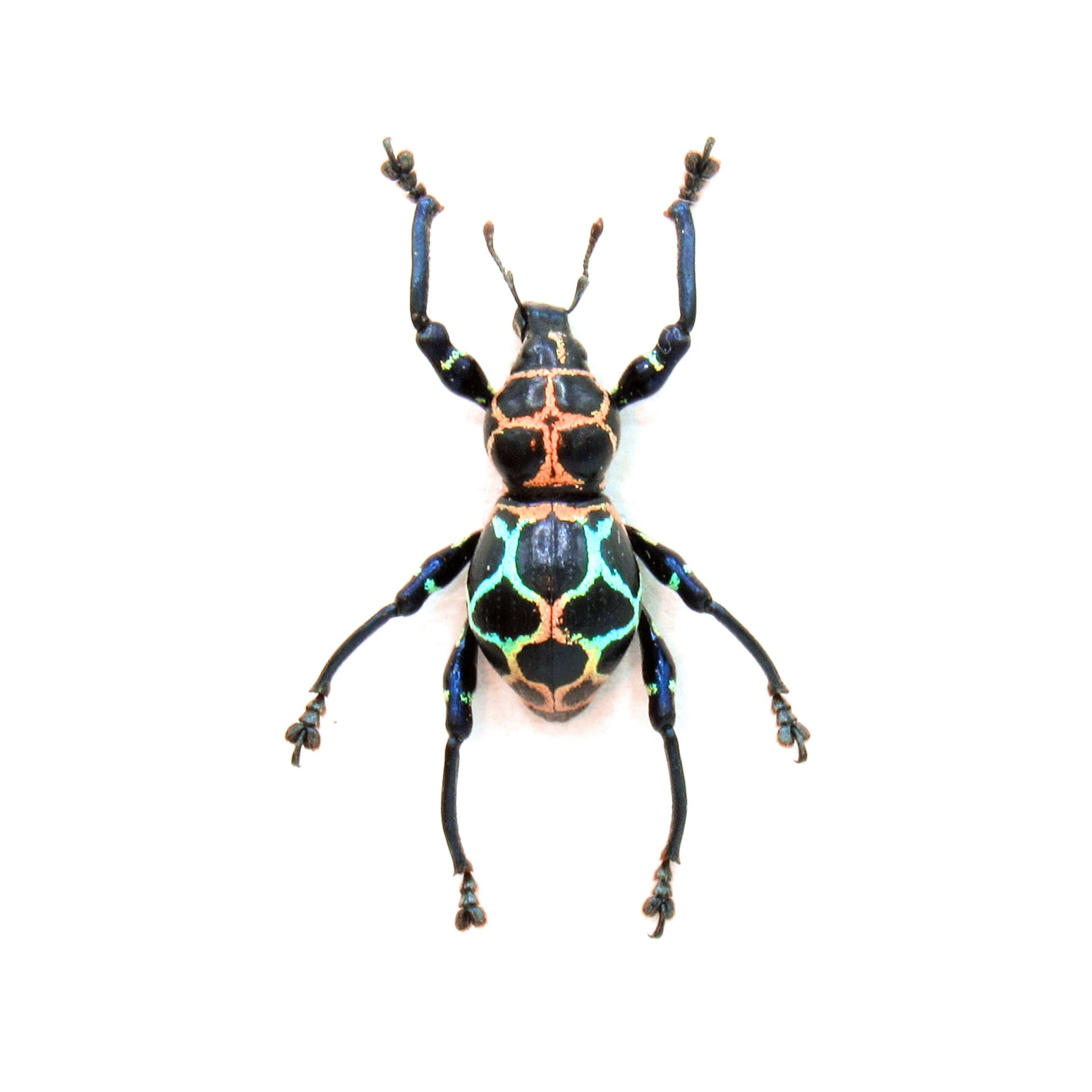 WEEVIL MANIA! Rare rainbow beetle framed taxidermy - Pachyrhynchus cabrasae - female