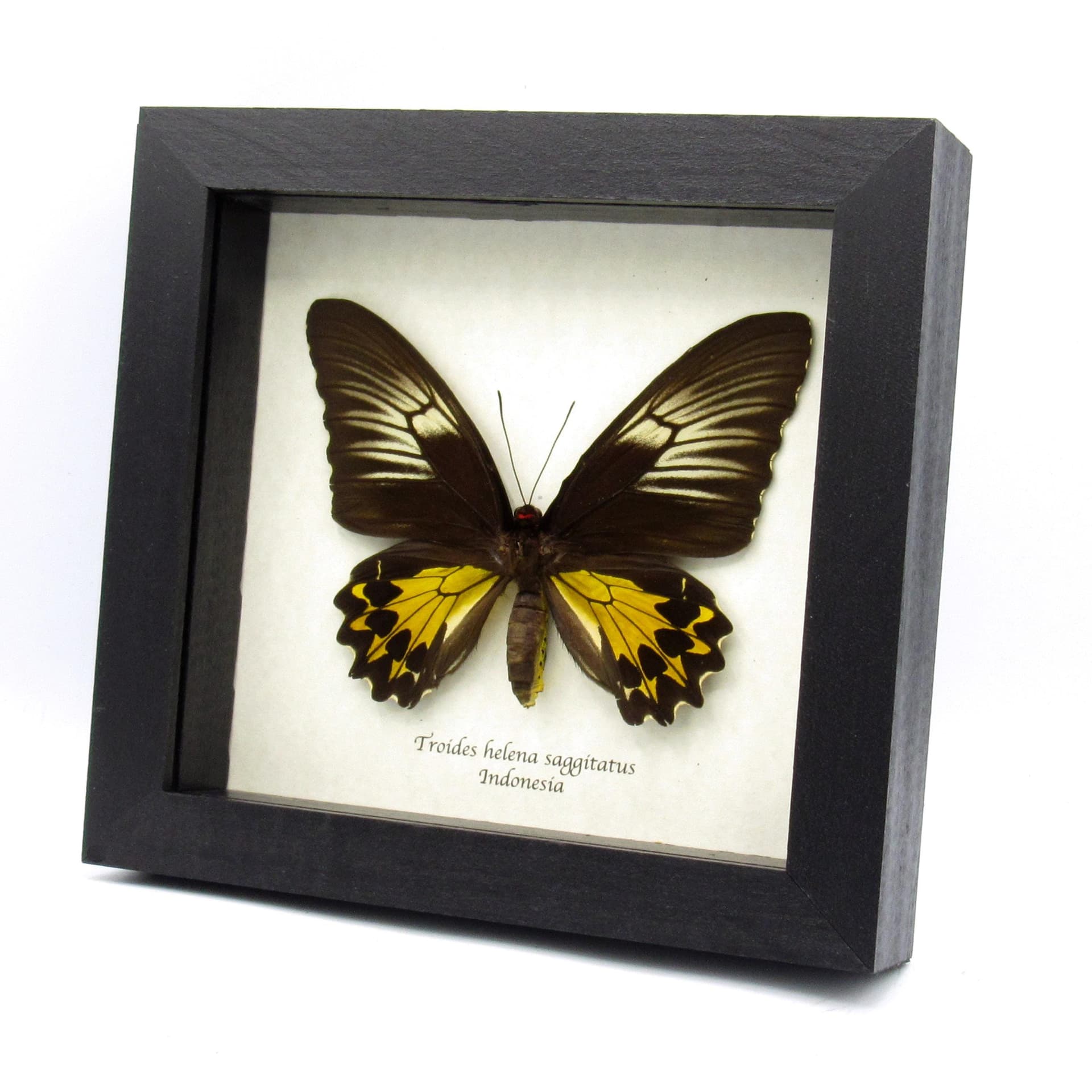 Large yellow Birdwing butterfly framed taxidermy - Troides helena saggitatus - female