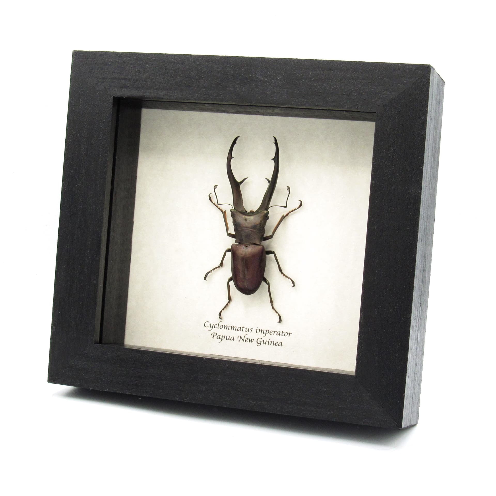 Rare giant Stag beetle framed taxidermy - Cyclommatus imperator
