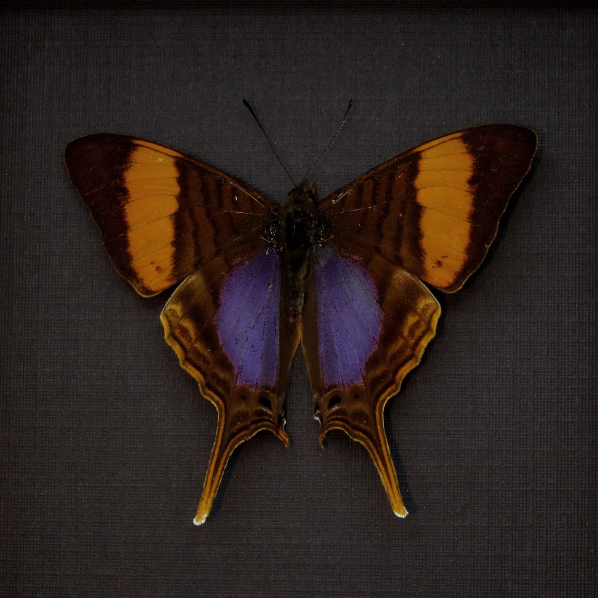 Real purple butterfly framed taxidermy - Marpesia corinna - Victorian mount