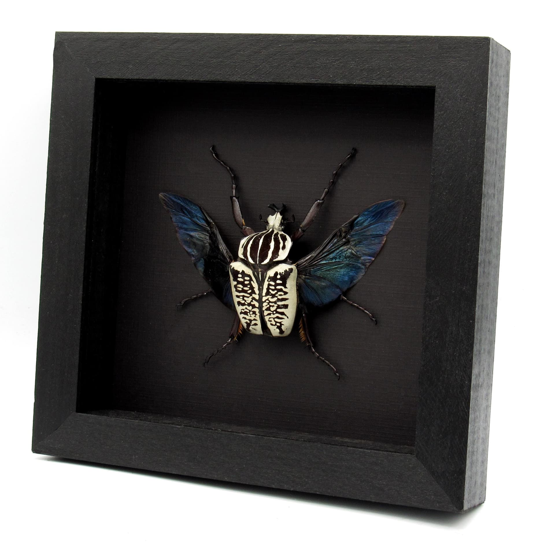 Real large flower beetle framed taxidermy - Goliathus albosignatus kirkianus