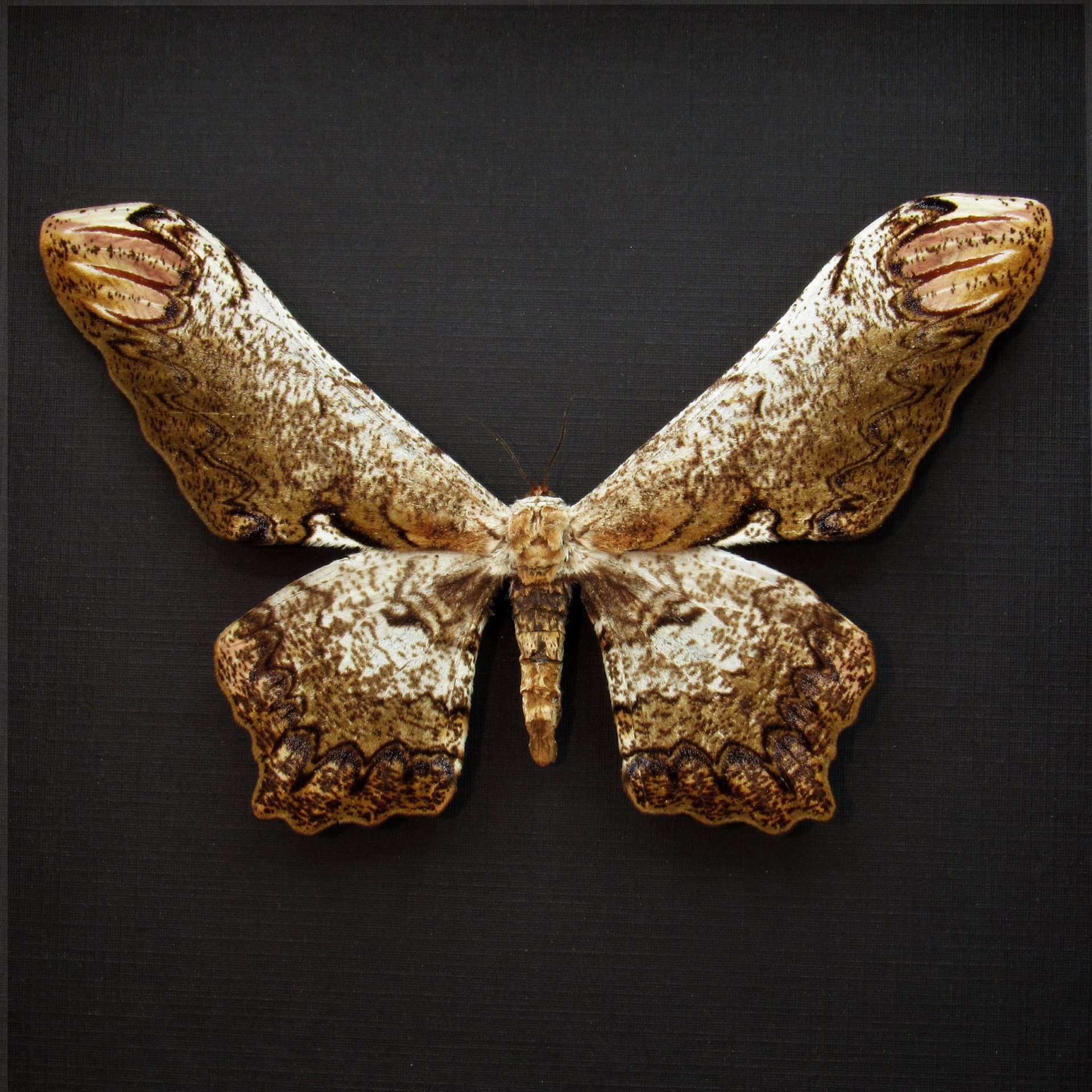 Rare Giant Saturn moth framed taxidermy - Loxolomia serpentina - female