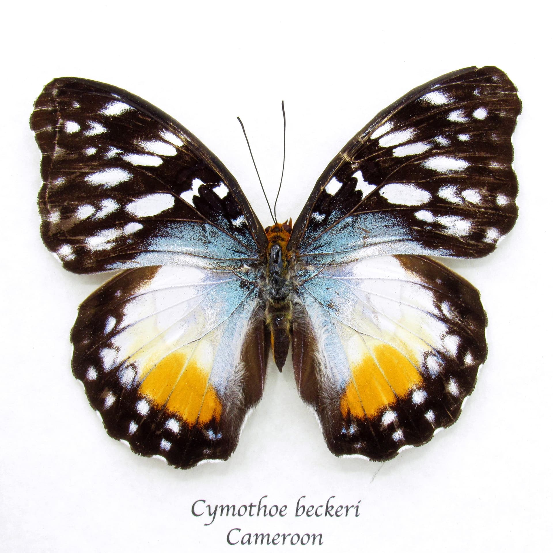 Real Yellow Glider butterfly framed taxidermy - Cymothoe beckeri - large female