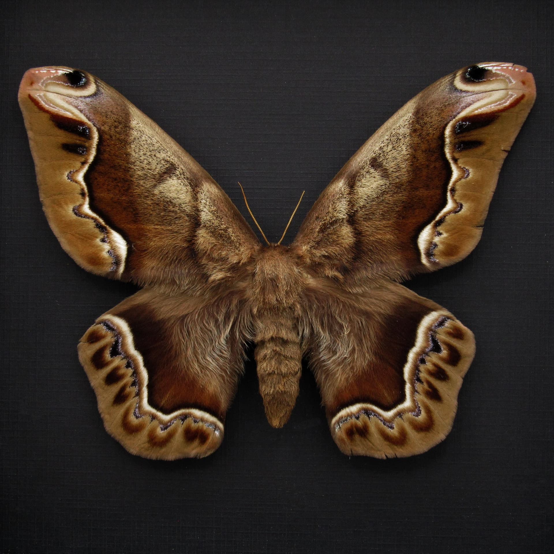 Massive rare furry Saturn moth framed taxidermy - Arsenura biandulata - minor repair