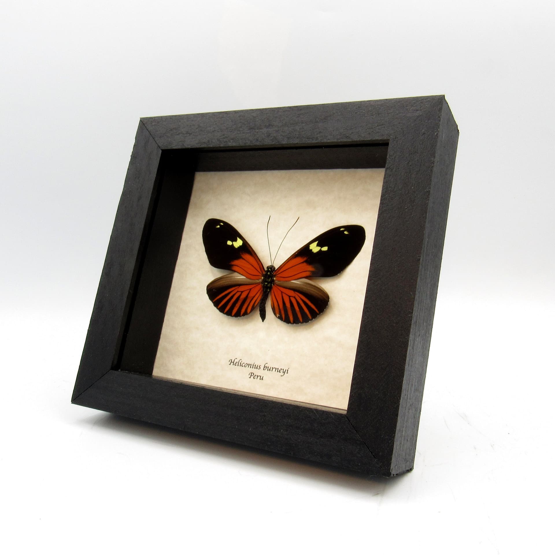 Large real red Longwing butterfly framed taxidermy - Heliconius burneyi