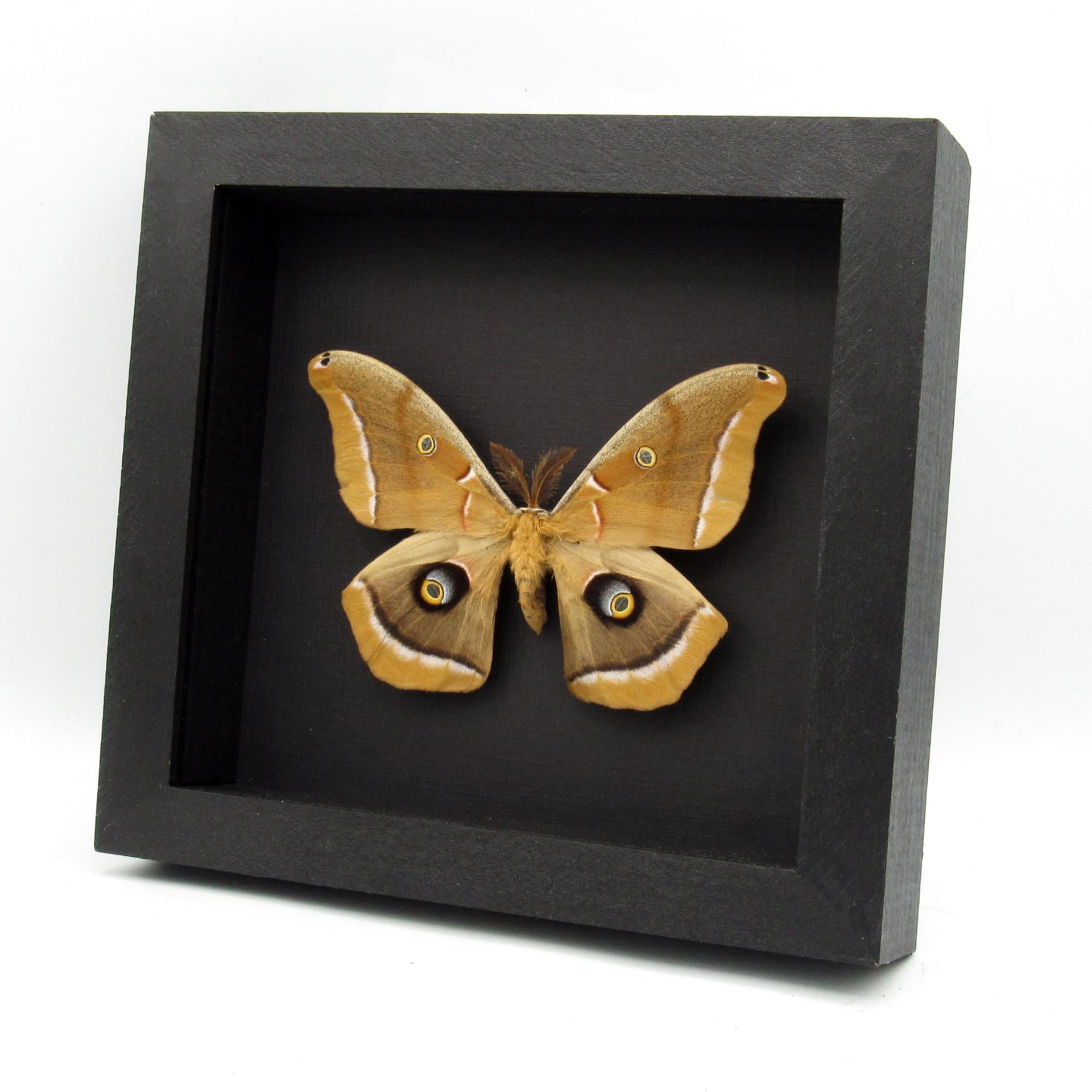 Real Polyphemus moth framed taxidermy - Antheraea polyphemus - XL specimen