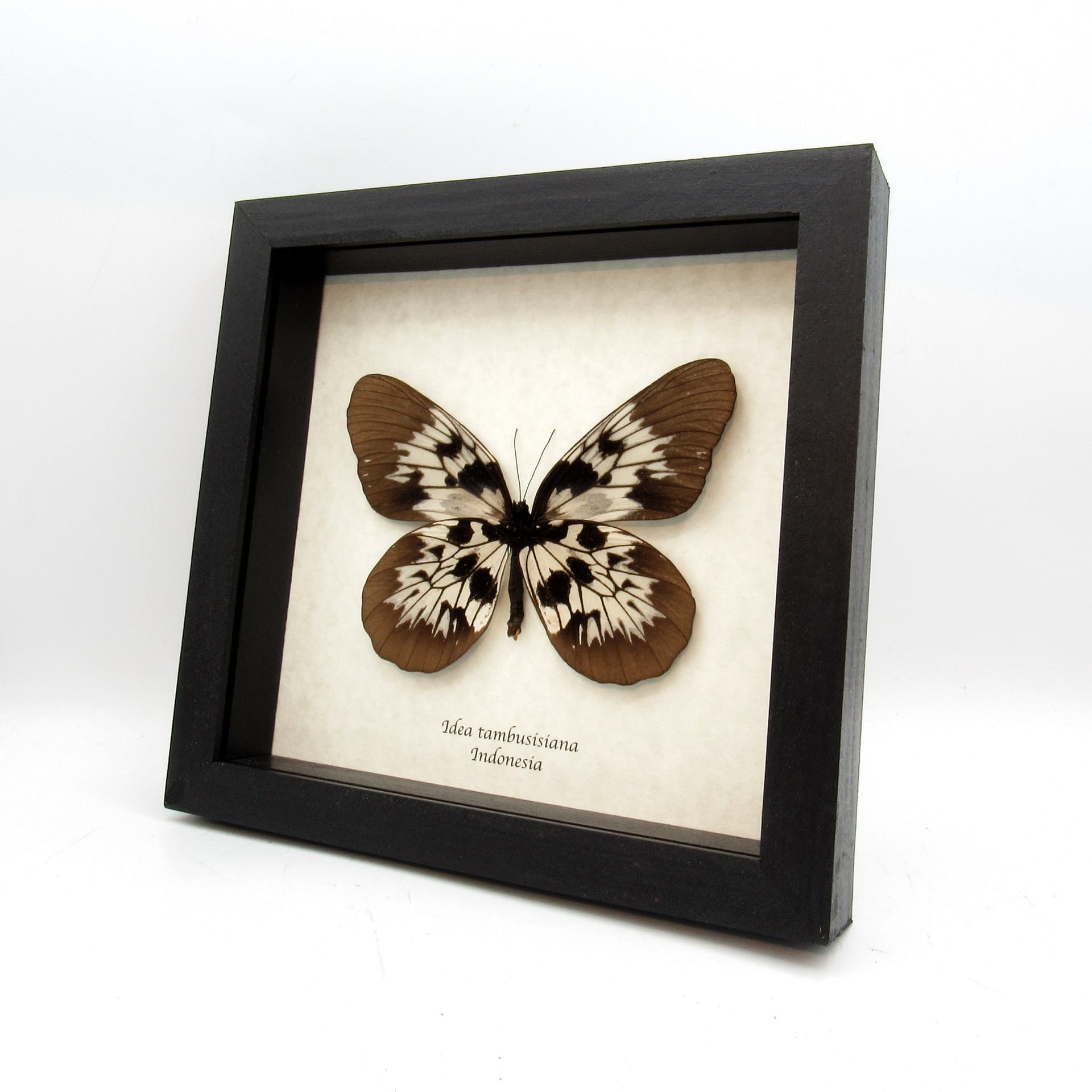 Real XL Tree Nymph butterfly framed taxidermy - Idea tambusisiana - female