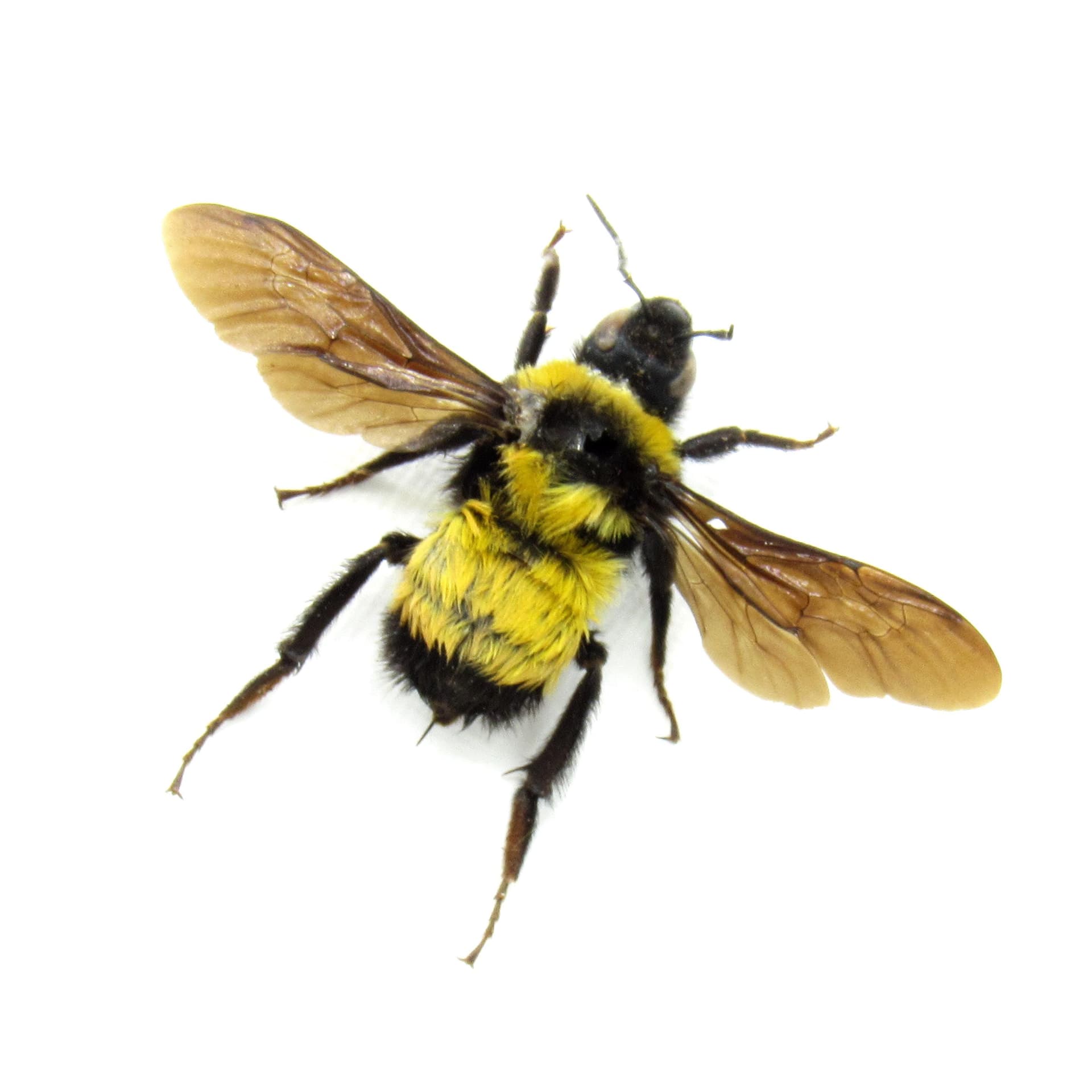 Real Sonoran Bumblebee framed taxidermy - Bombus sonorus