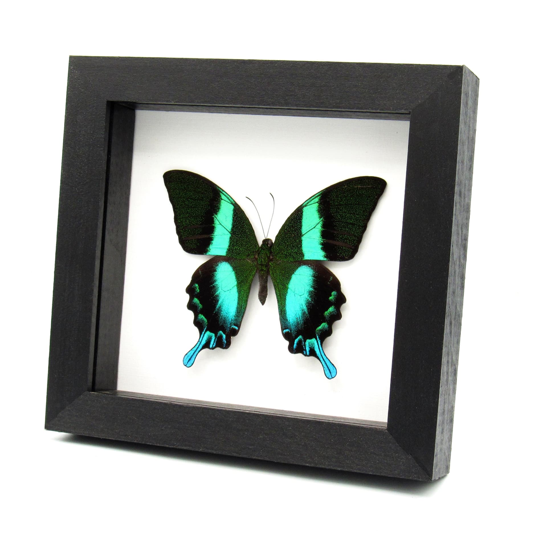 Real Peacock Swallowtail butterfly framed taxidermy - Papilio blumei