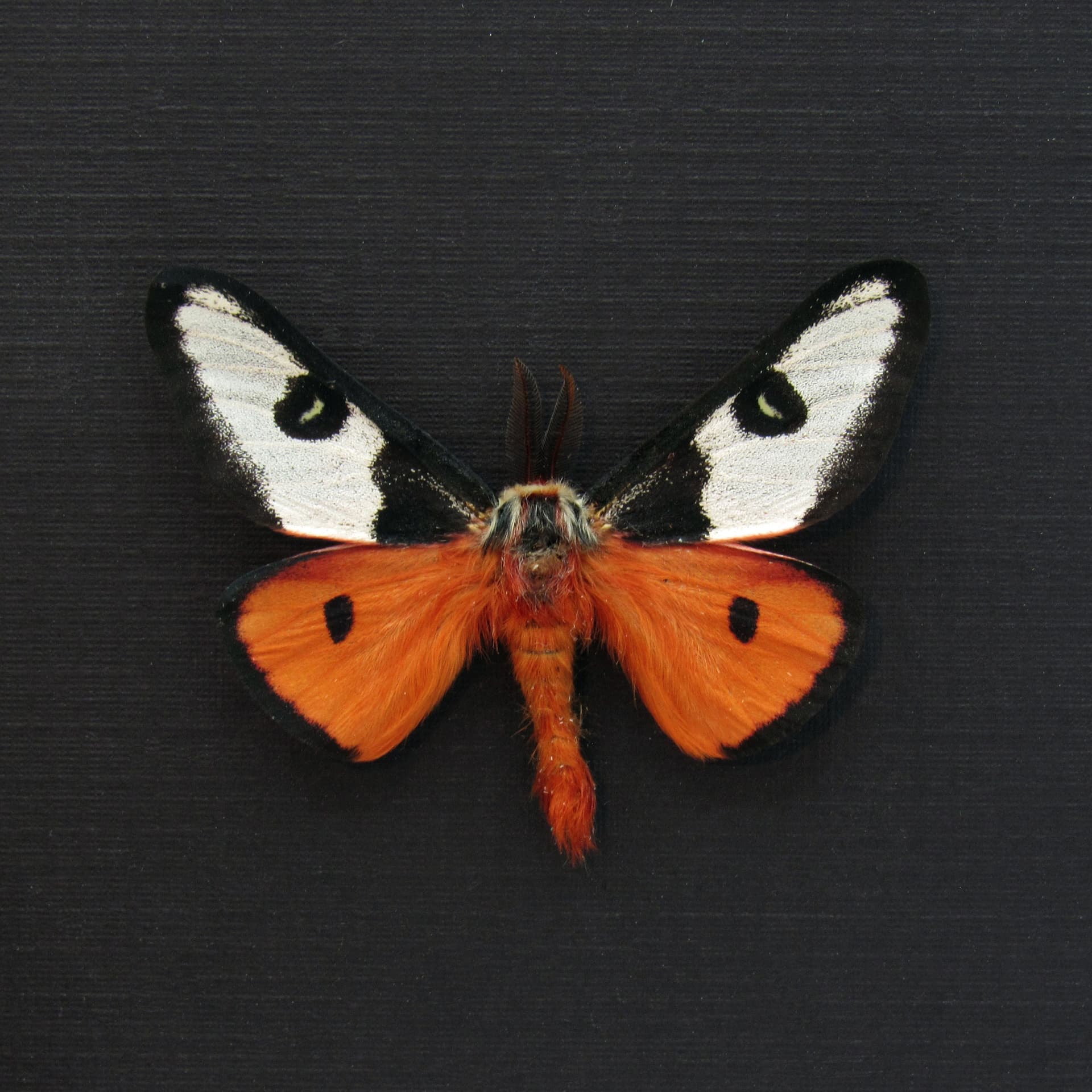 Rare red Electra Buckmoth framed taxidermy - Hemileuca electra mojavensis