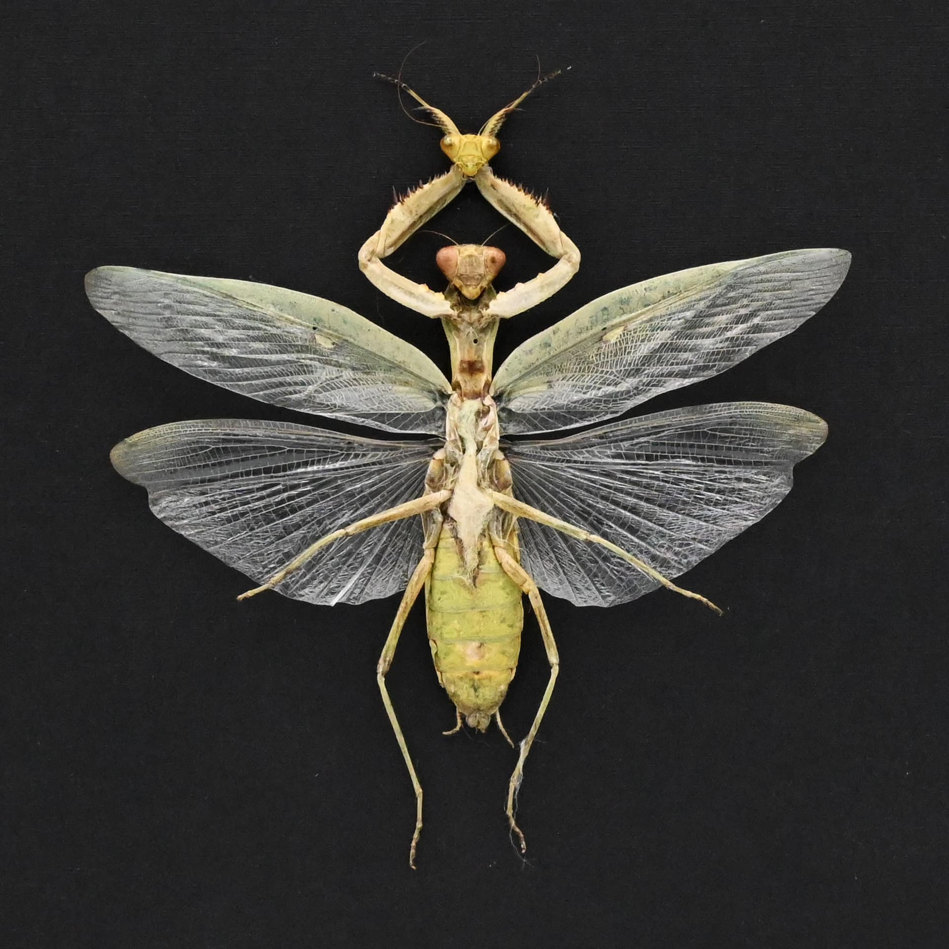 Real Green Mantis Displaying the Severed Head of her Lover in Triumph