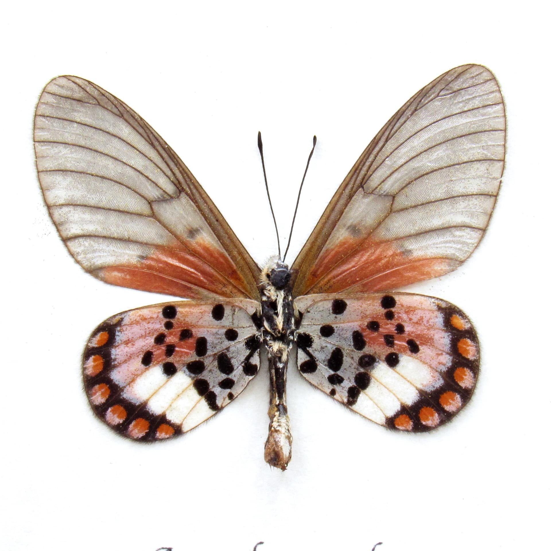 Real pink African Glasswing butterfly framed specimen - Acraea leucographa