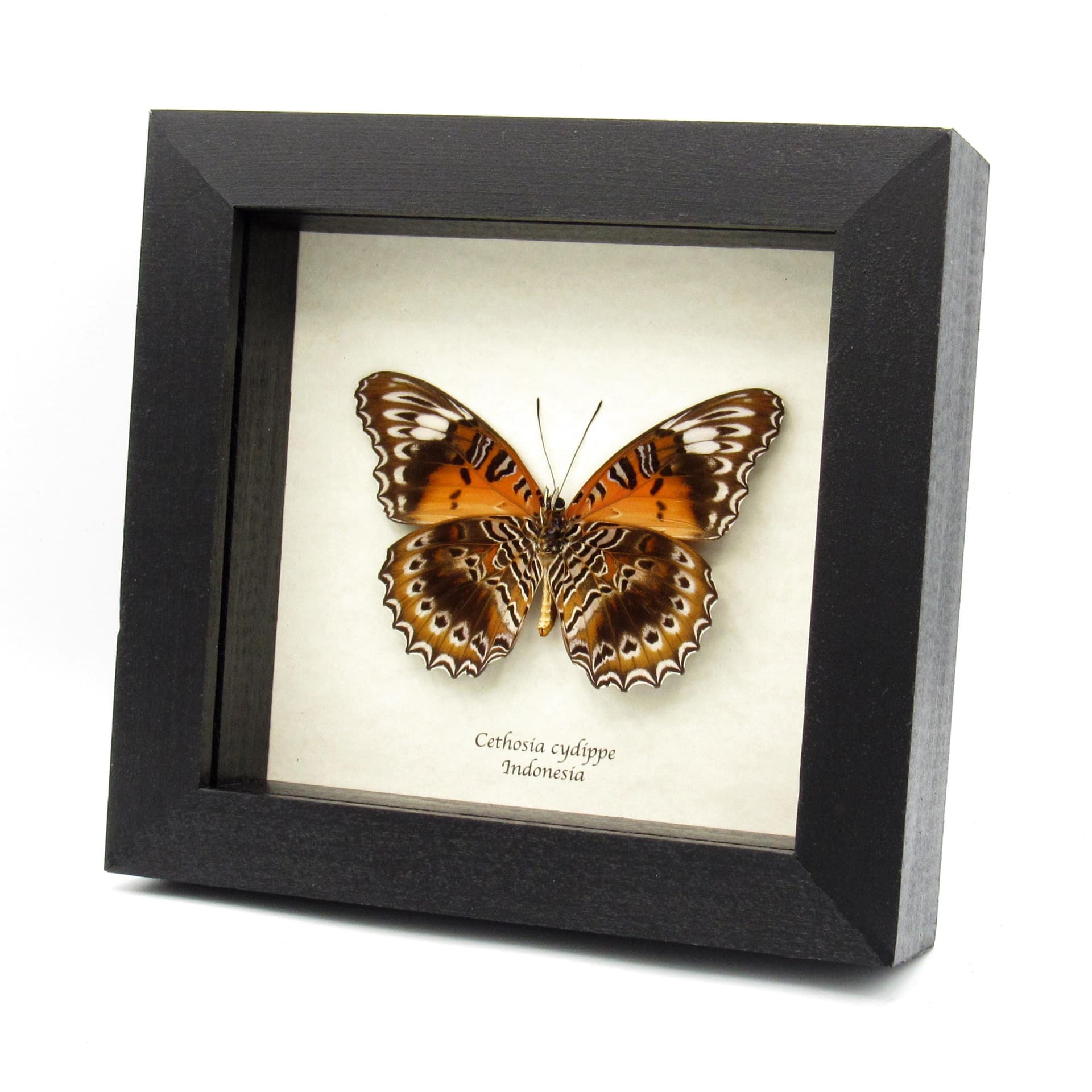 Real Eastern Red Lacewing butterfly framed taxidermy - Cethosia cydippe - large female