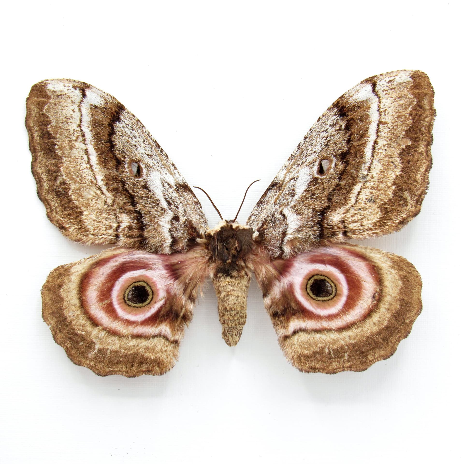 Rare Speckled Emperor moth framed taxidermy - Gynanisa maja - female