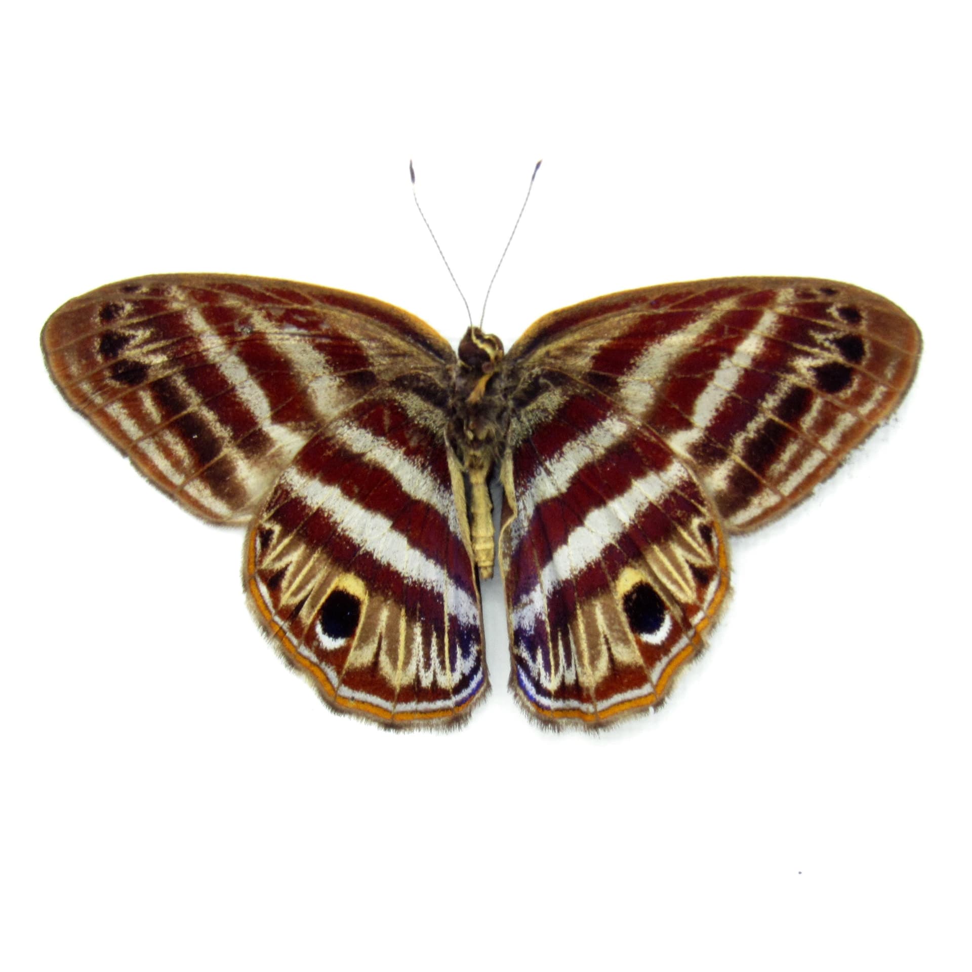Real Satyr butterfly framed taxidermy - Satyridae species - Victorian mount