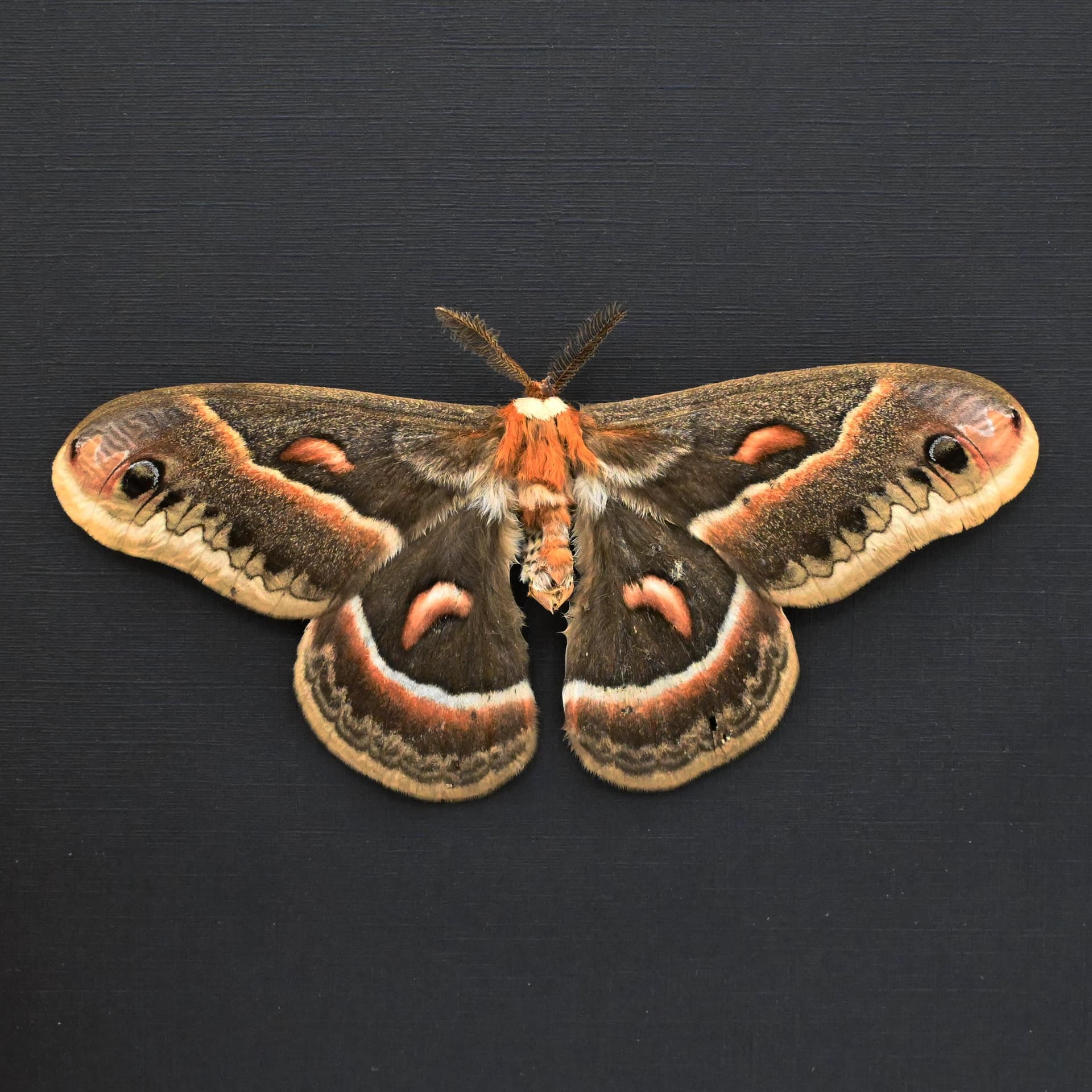 Real large Cecropia moth framed taxidermy - Hyalophora cecropia - Victorian mount