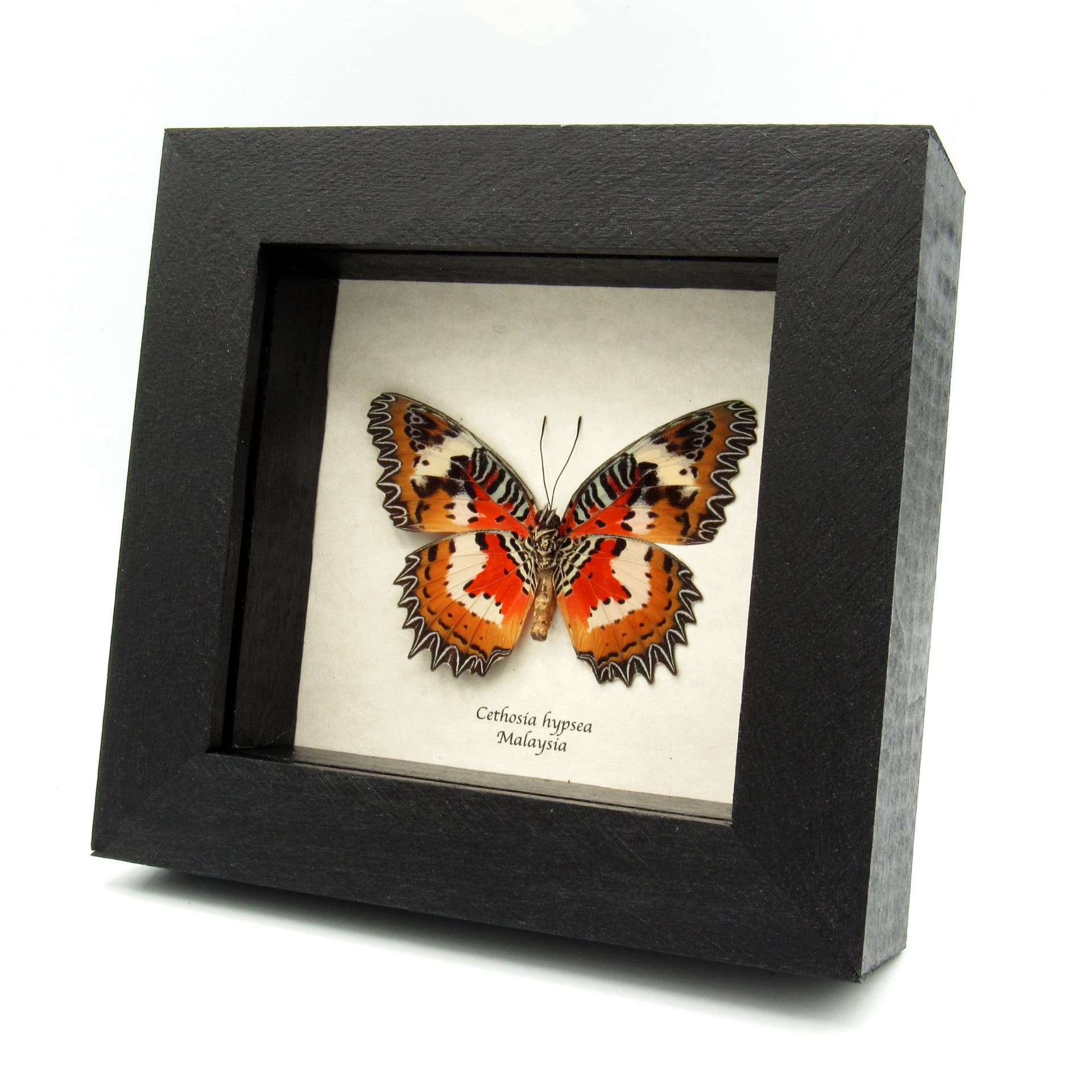 Real Red Malay Lacewing framed butterfly taxidermy - Cethosia hypsea