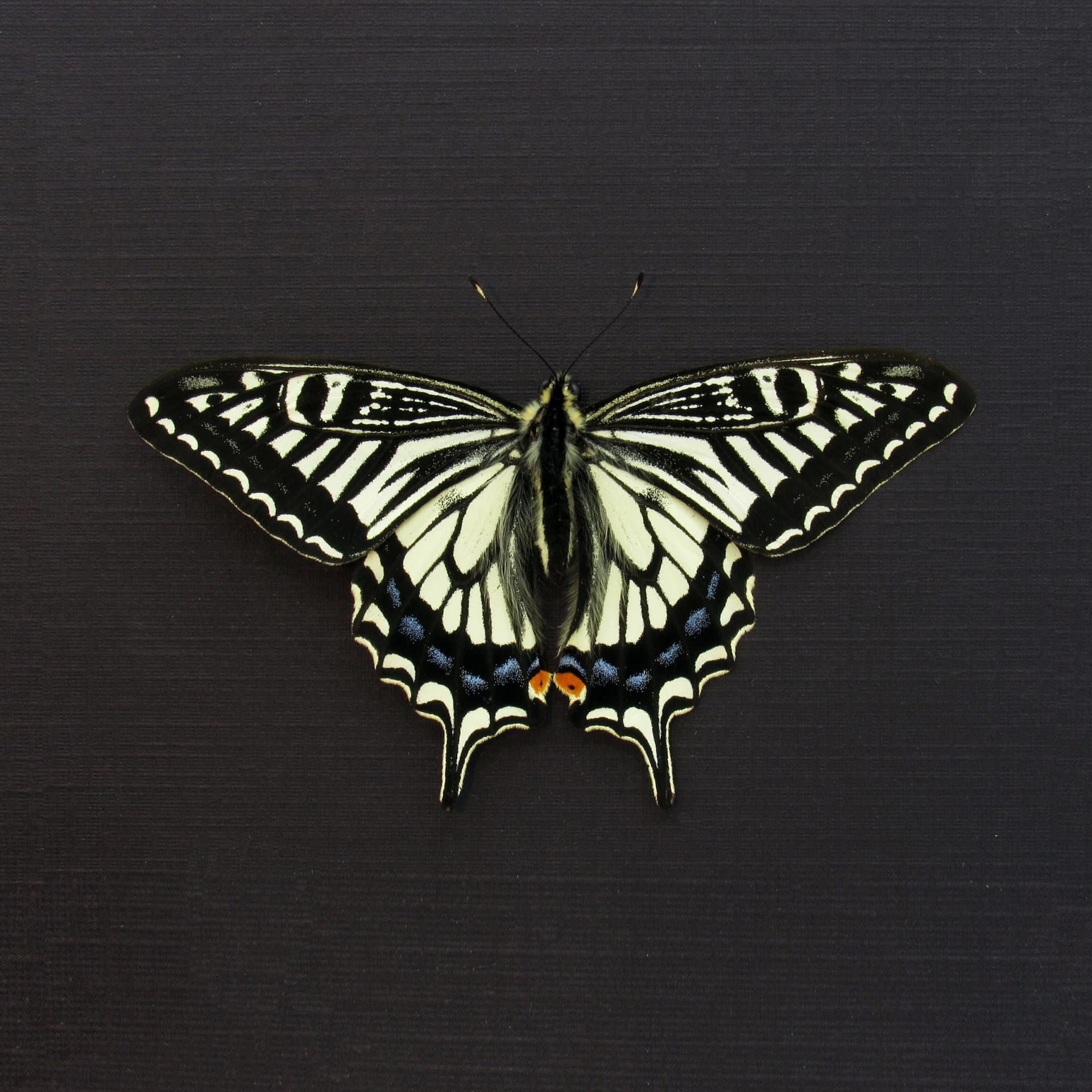 Real Swallowtail butterfly framed taxidermy - Papilio xuthus - Victorian mount