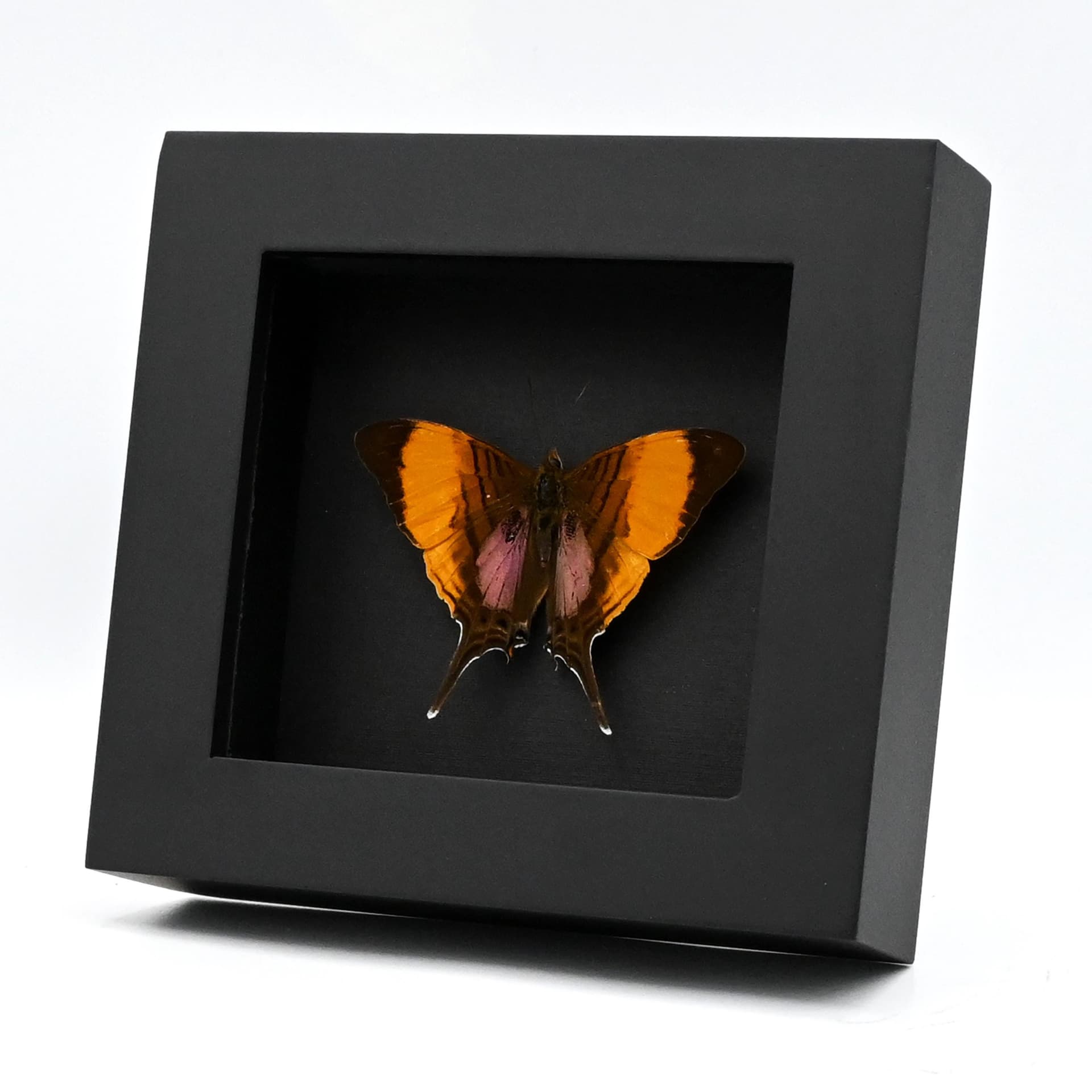 Real purple butterfly framed taxidermy - Marpesia marcella - Victorian mount