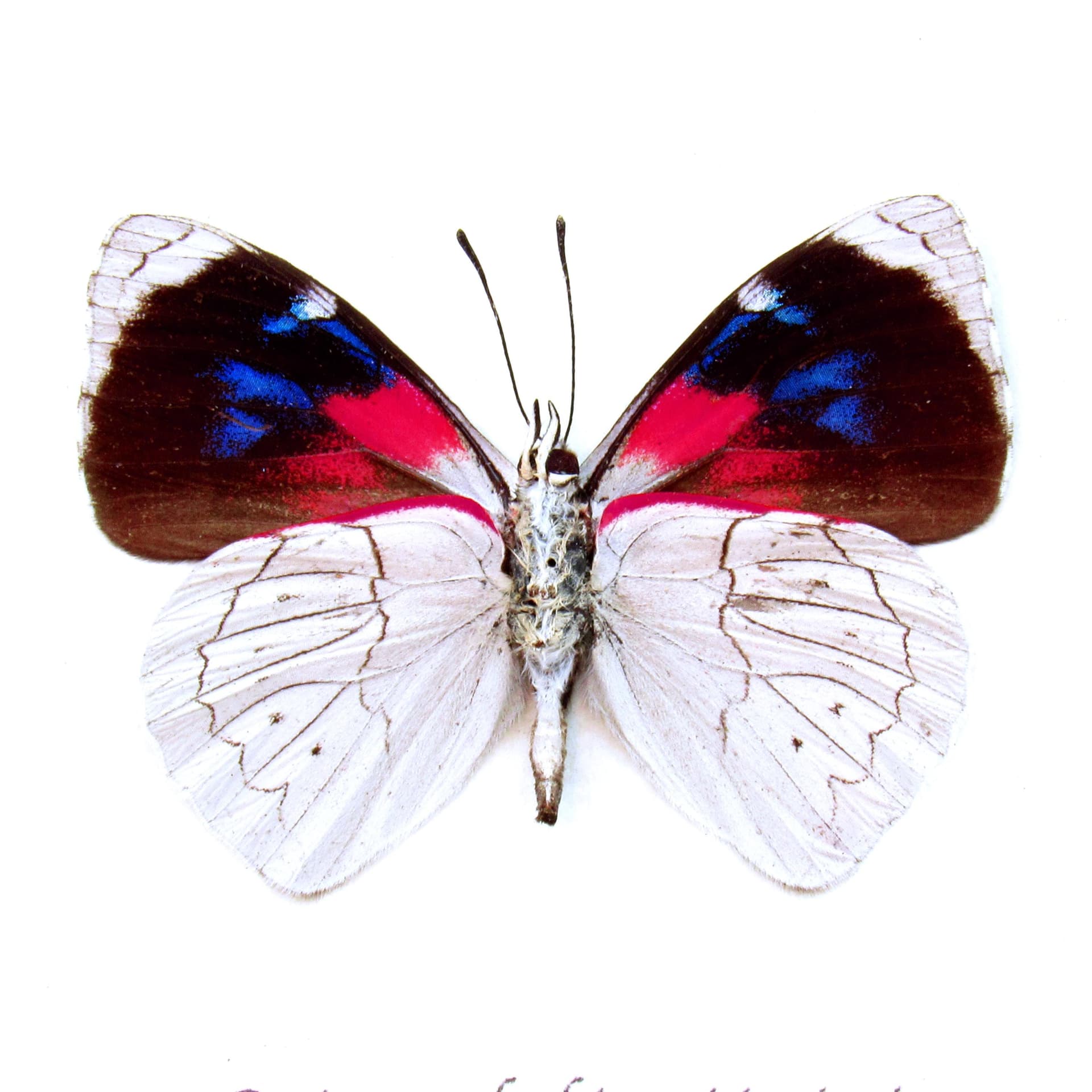 Real silver butterfly framed taxidermy - Perisama dorbignyi jurinei