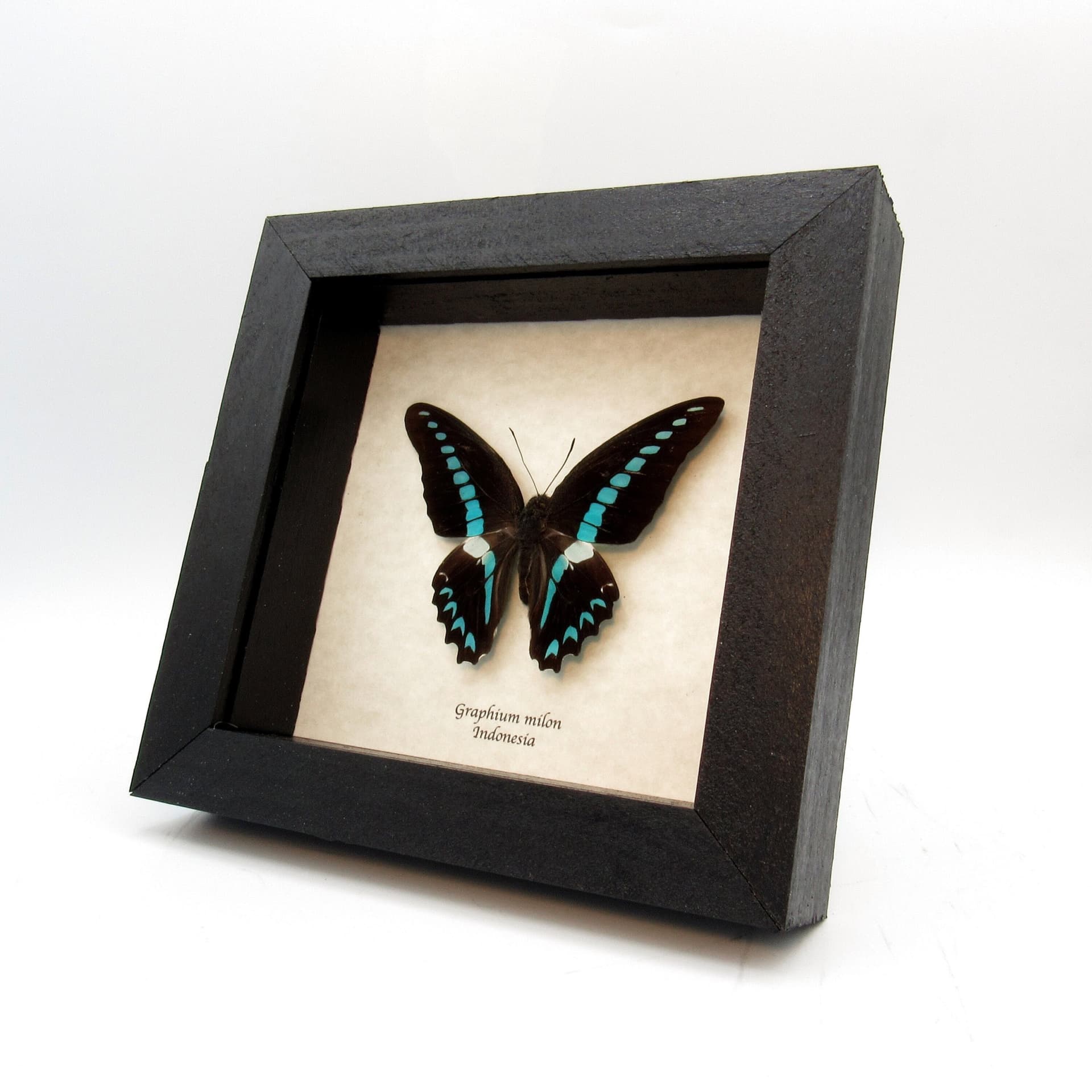 Real blue butterfly framed taxidermy - Graphium milon