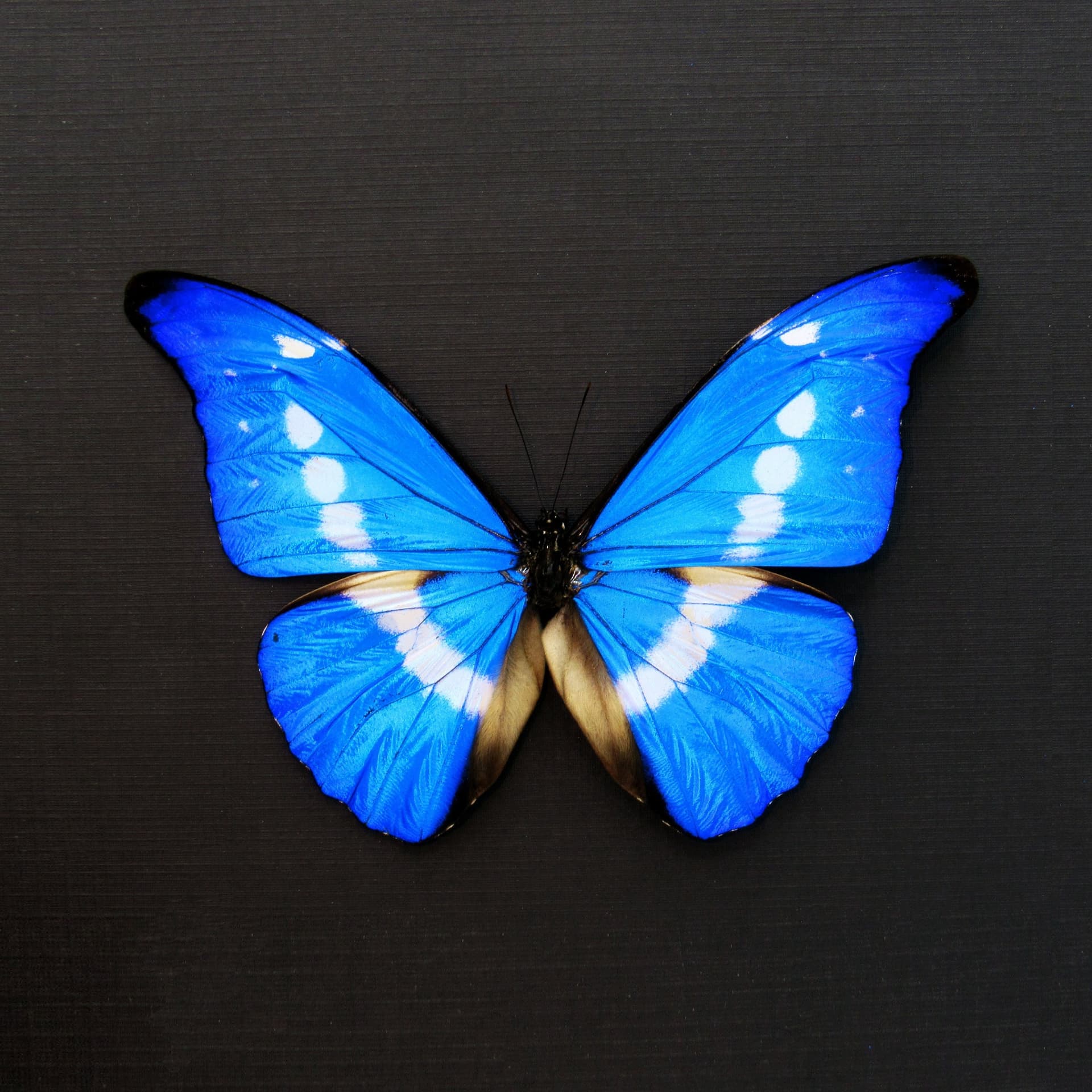 Real XL metallic blue Morpho butterfly framed taxidermy - Morpho rhetenor helena