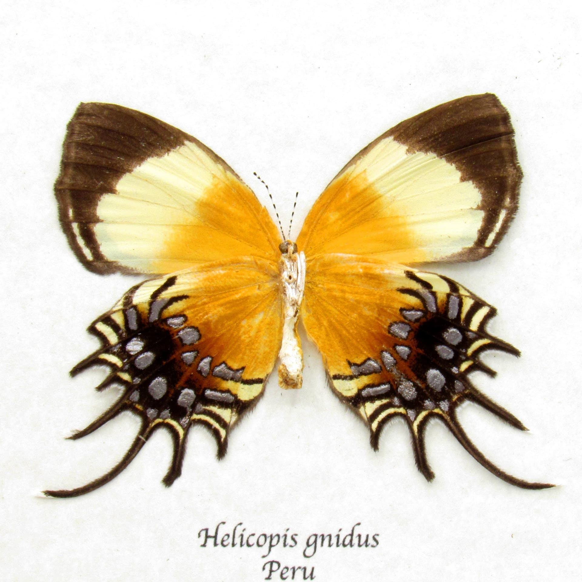 Rare Metalmark butterfly framed taxidermy - Helicopis gnidus - female