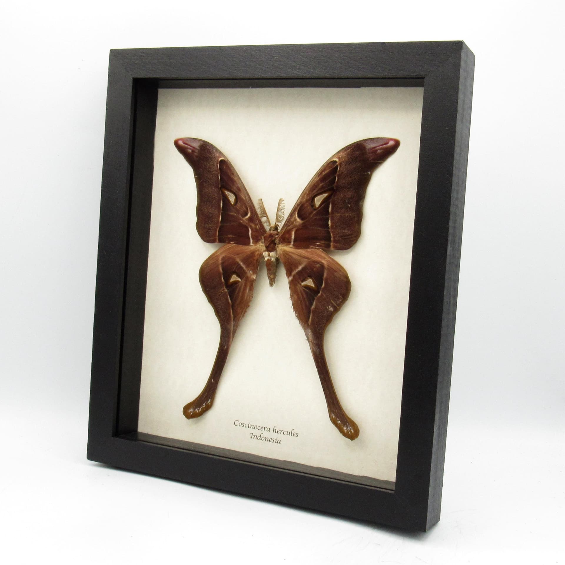 Rare Giant Hercules Atlas moth framed taxidermy - Coscinocera hercules