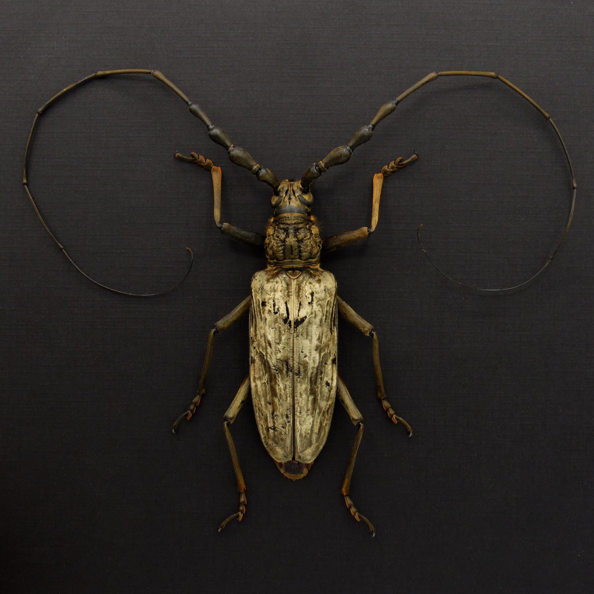 Real Giant Velvet Longhorn beetle framed taxidermy - Neocerambyx gigas - XL specimen