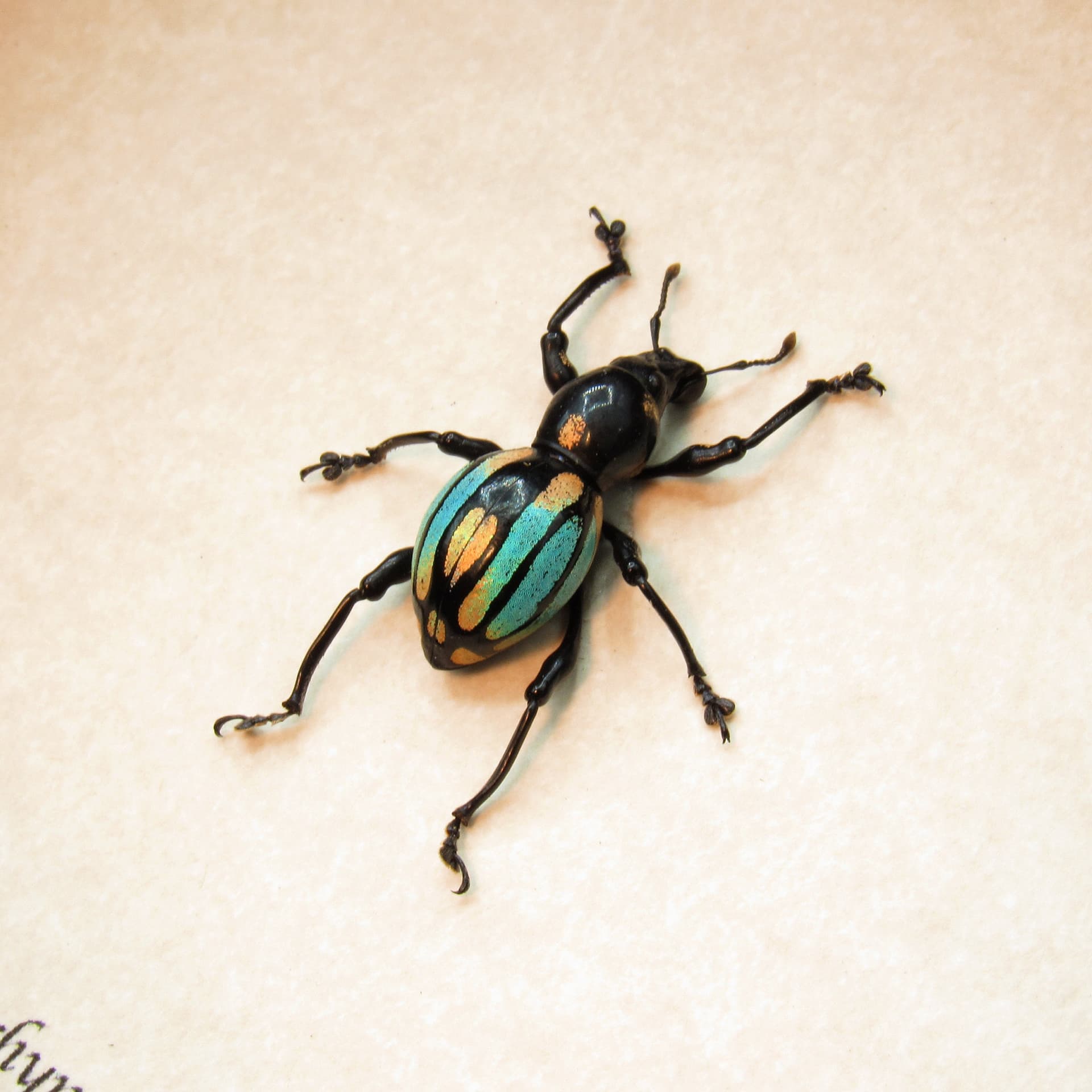 WEEVIL MANIA! Real framed taxidermy beetle - Pachyrhynchus dohrni