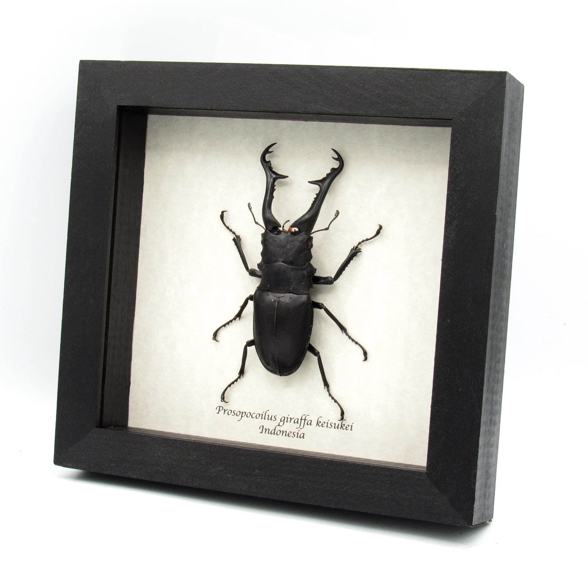 Real XL Stag beetle framed taxidermy - Prosopocoilus giraffa keisukei