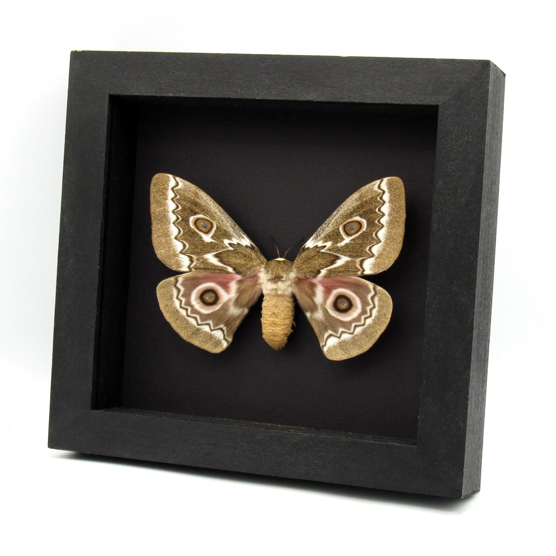 Real Zigzag Emperor moth framed taxidermy - Gonimbrasia tyrrhea - XL female