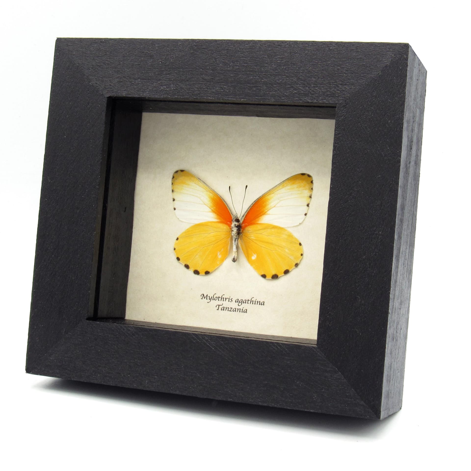Real yellow framed taxidermy butterfly - Mylothris agathina