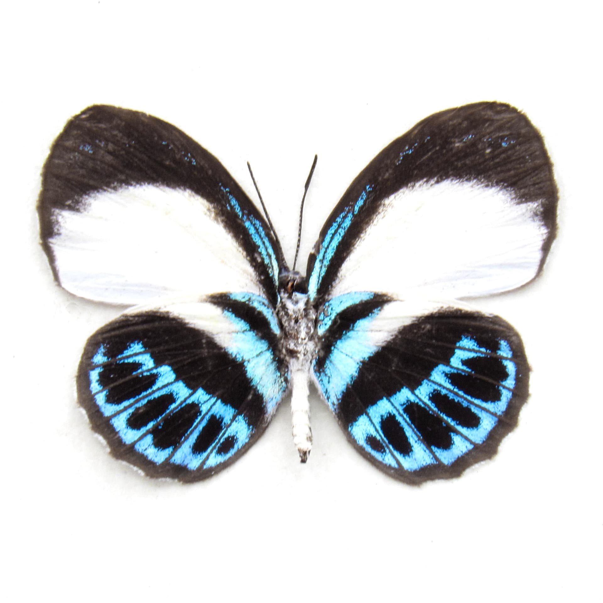 Real blue butterfly framed taxidermy - Danis species - female