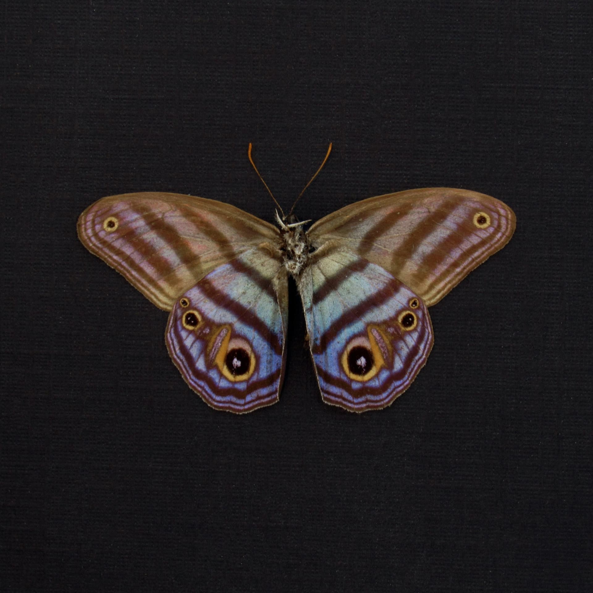 Rare purple Metalmark butterfly framed taxidermy - Chloreuptychia agatha - Victorian mount