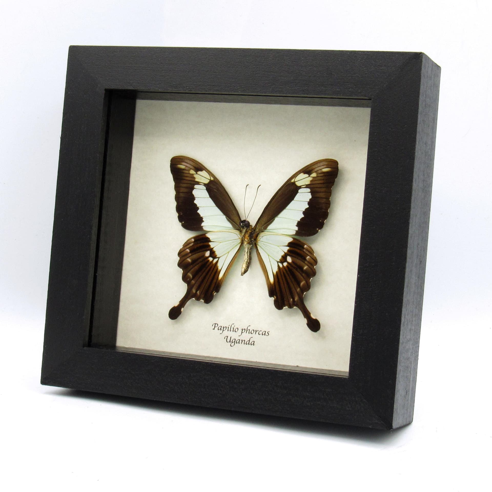 Real seafoam green butterfly framed taxidermy - Papilio phorcas