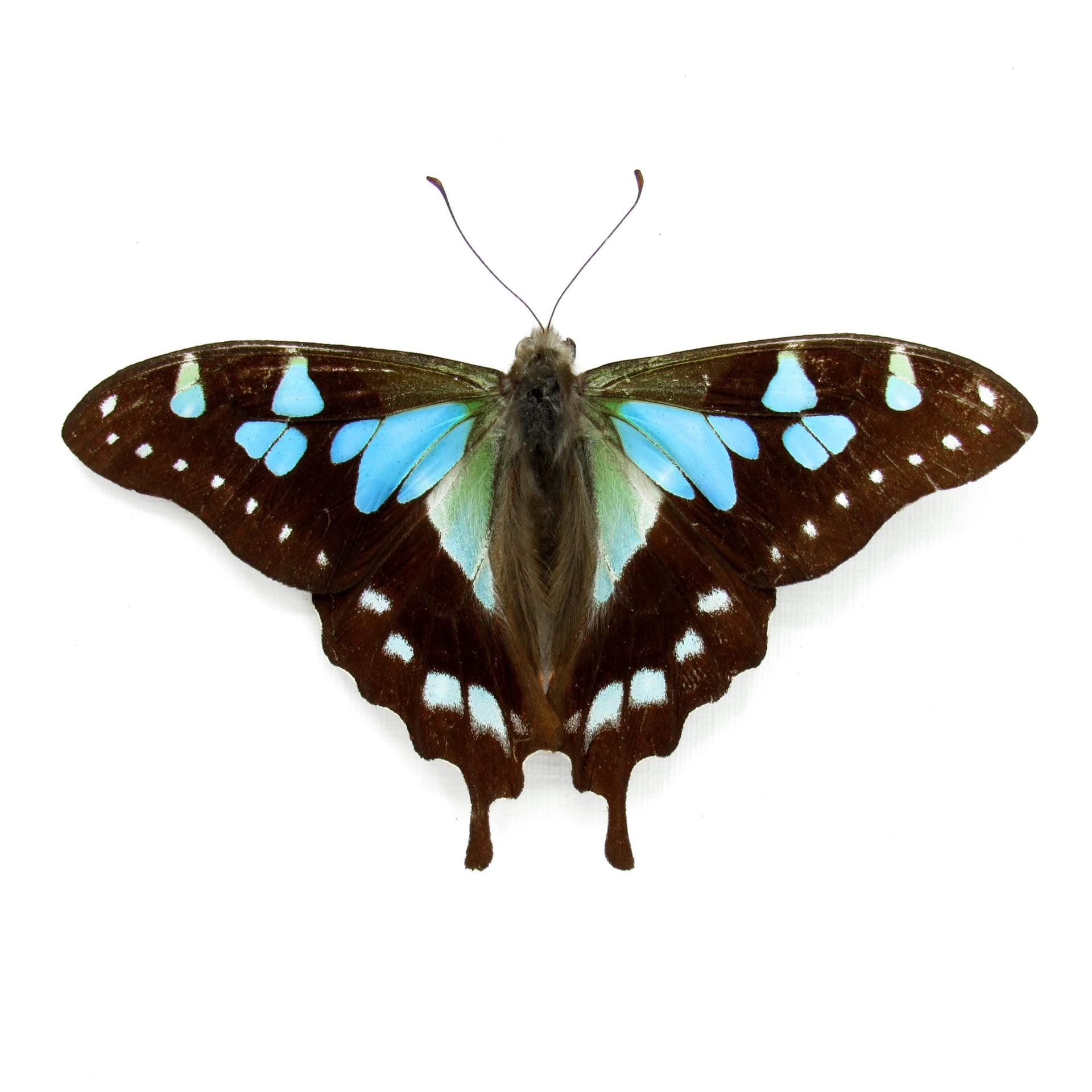 Real blue butterfly framed taxidermy - Graphium stresemanni - Victorian mount