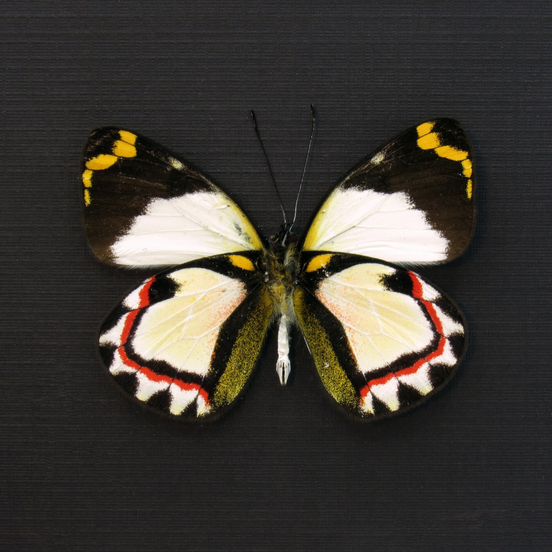Rare Delias butterfly framed taxidermy - Delias luctuosa