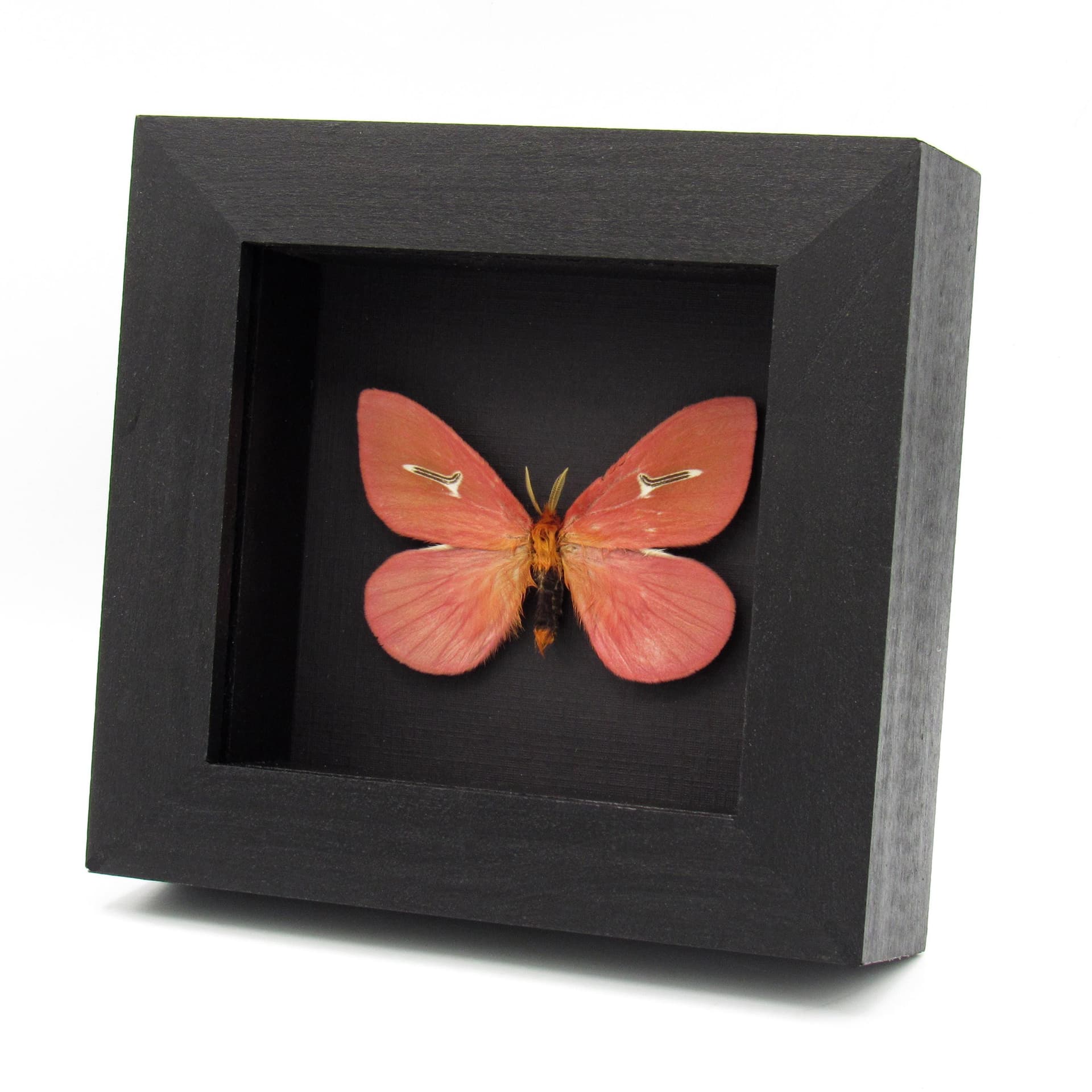 Rare pink moth framed taxidermy - Cerodirphia avenata